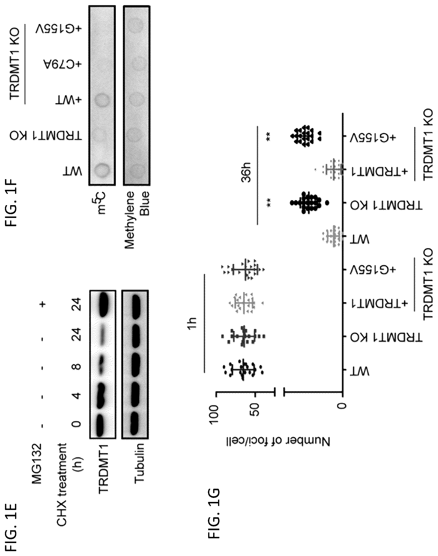 Patent US12496302 Figure 2 – Compositions and methods for the treatment and diagnosis of cancer