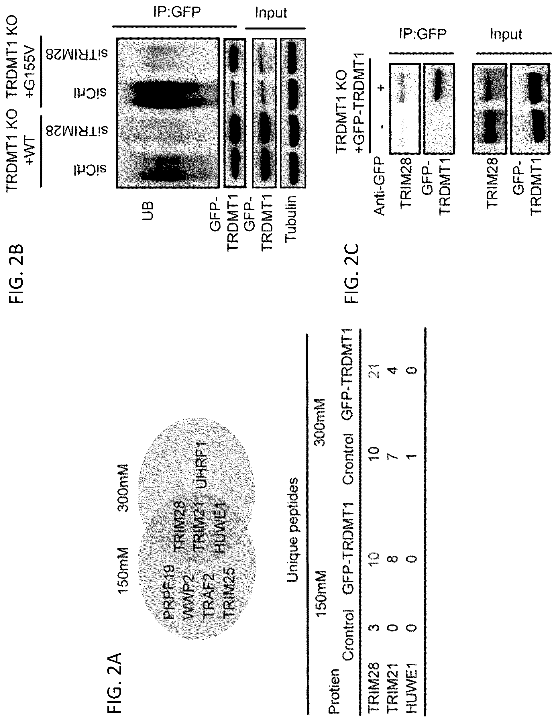 Patent US12496302 Figure 4 – Compositions and methods for the treatment and diagnosis of cancer