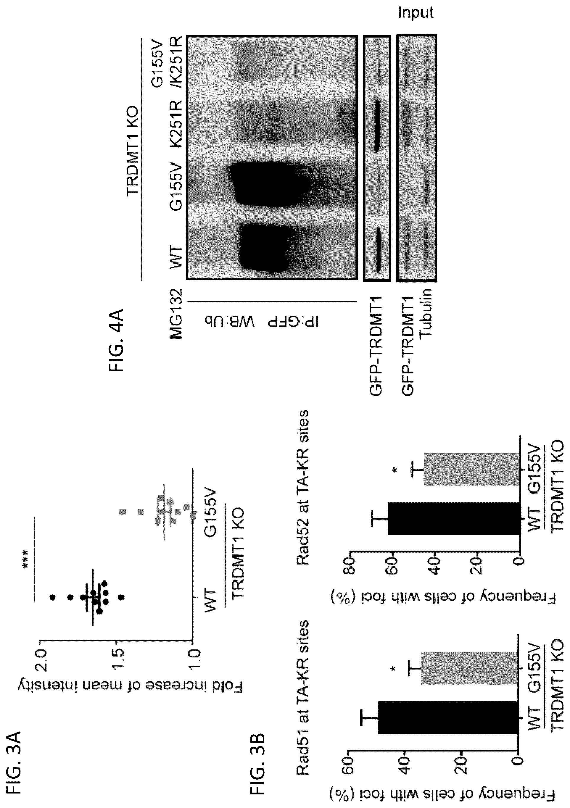 Patent US12496302 Figure 6 – Compositions and methods for the treatment and diagnosis of cancer