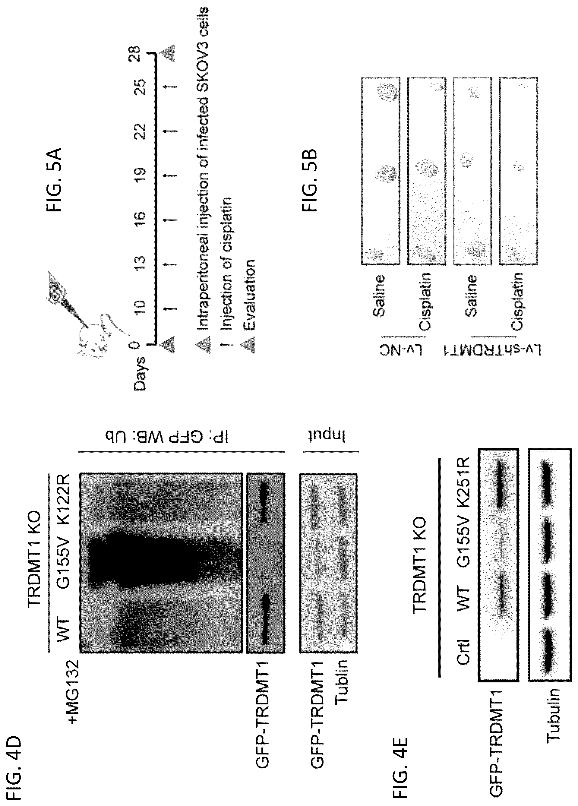 Patent US12496302 Figure 8 – Compositions and methods for the treatment and diagnosis of cancer
