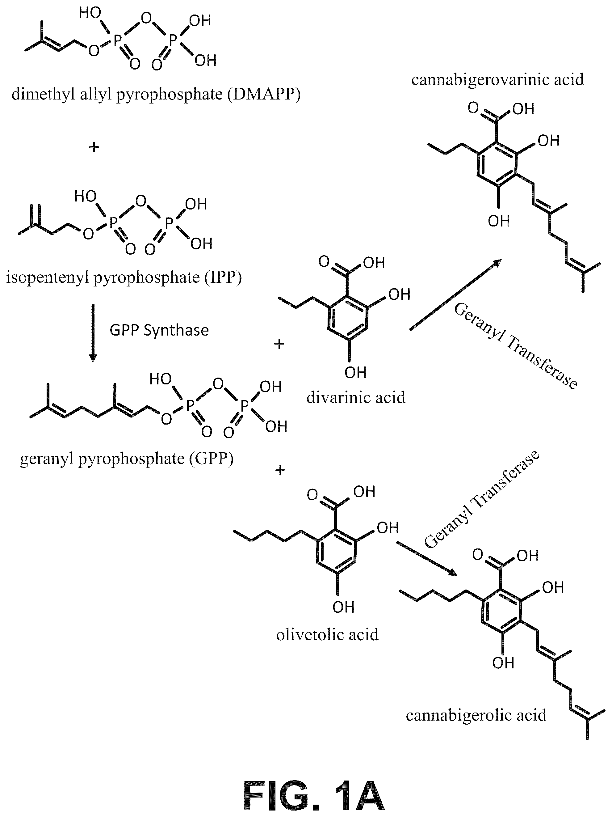 Patent US12496307 Figure 1 – Cannabinoid compositions and methods of using