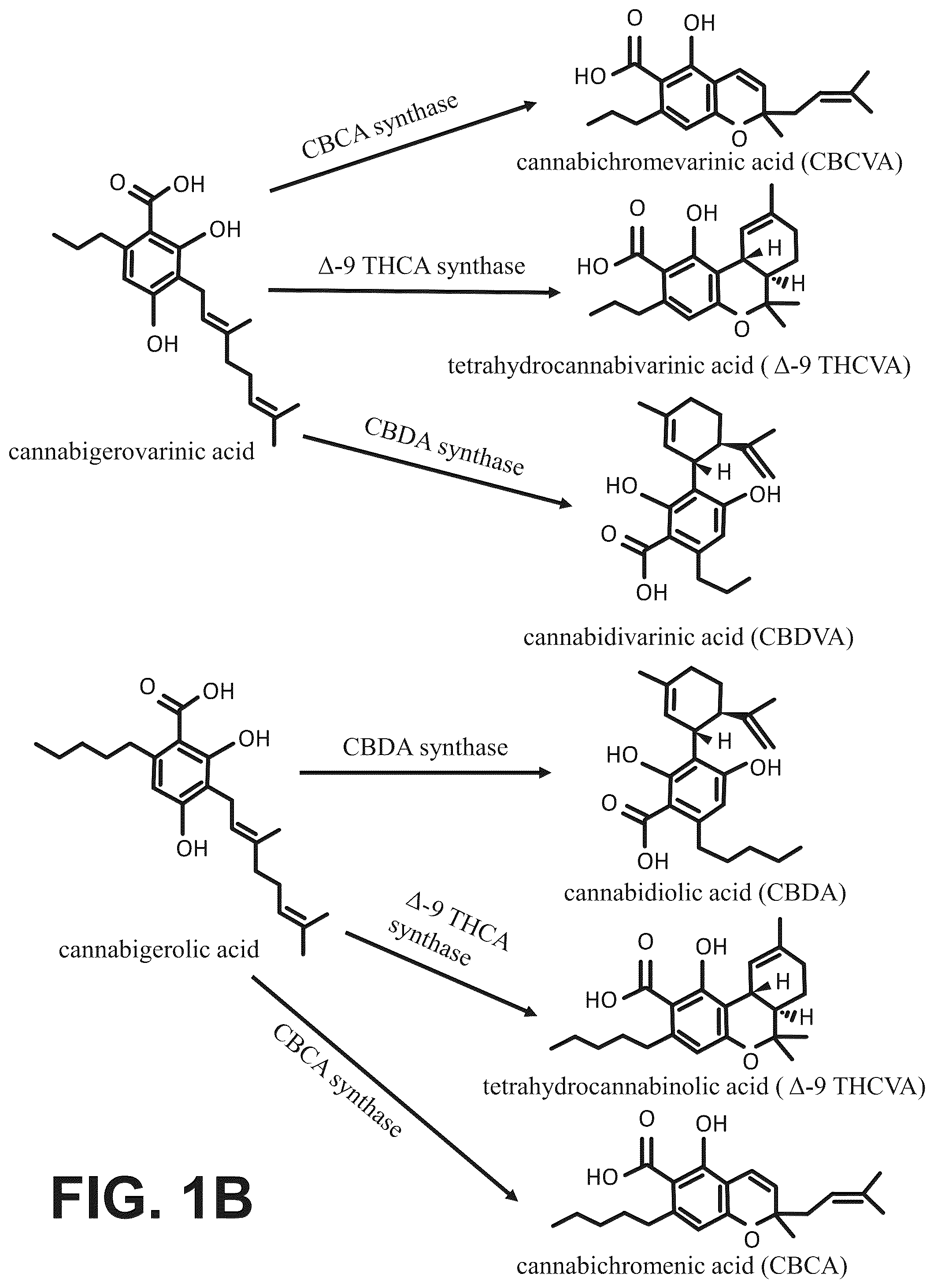 Patent US12496307 Figure 2 – Cannabinoid compositions and methods of using