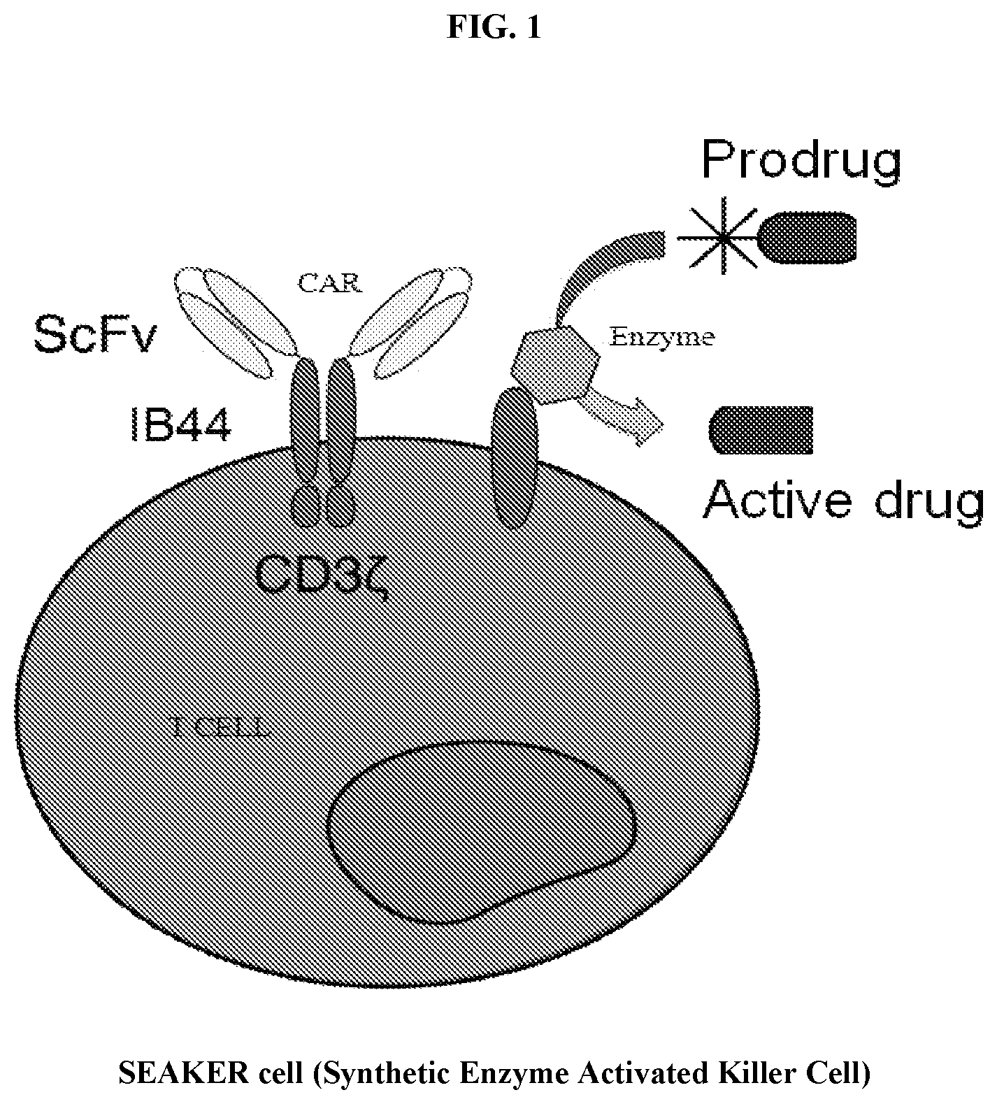 Patent US12496310 Figure 1 – Compositions and methods for adoptive cell therapy
