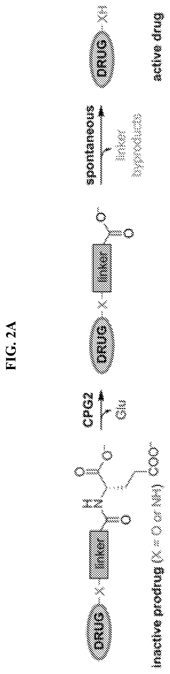 Patent US12496310 Figure 2 – Compositions and methods for adoptive cell therapy