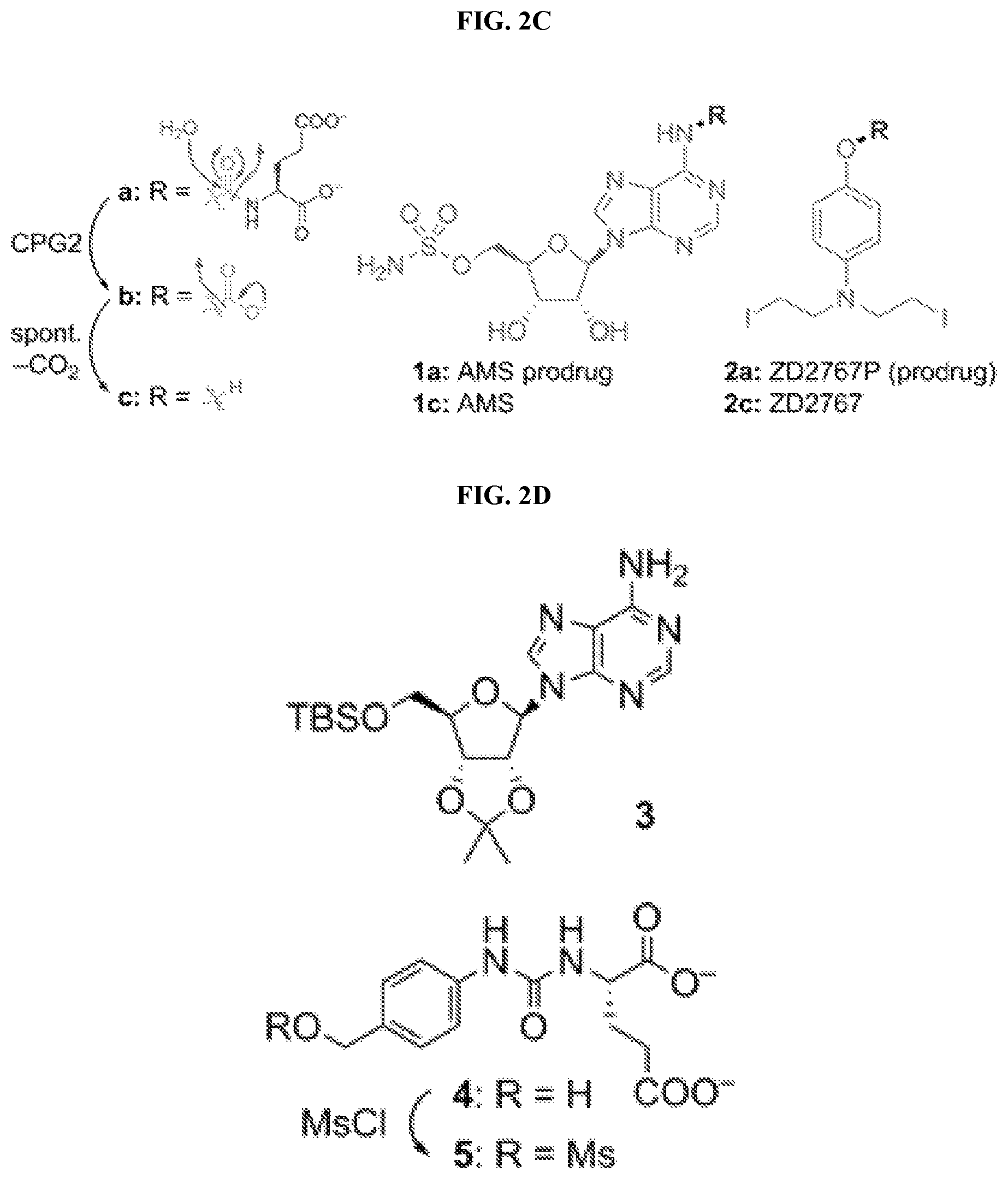 Patent US12496310 Figure 4 – Compositions and methods for adoptive cell therapy