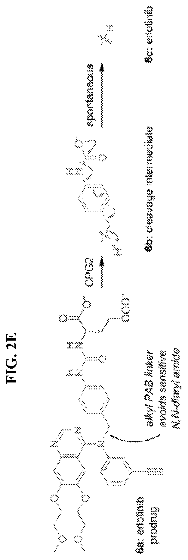 Patent US12496310 Figure 5 – Compositions and methods for adoptive cell therapy
