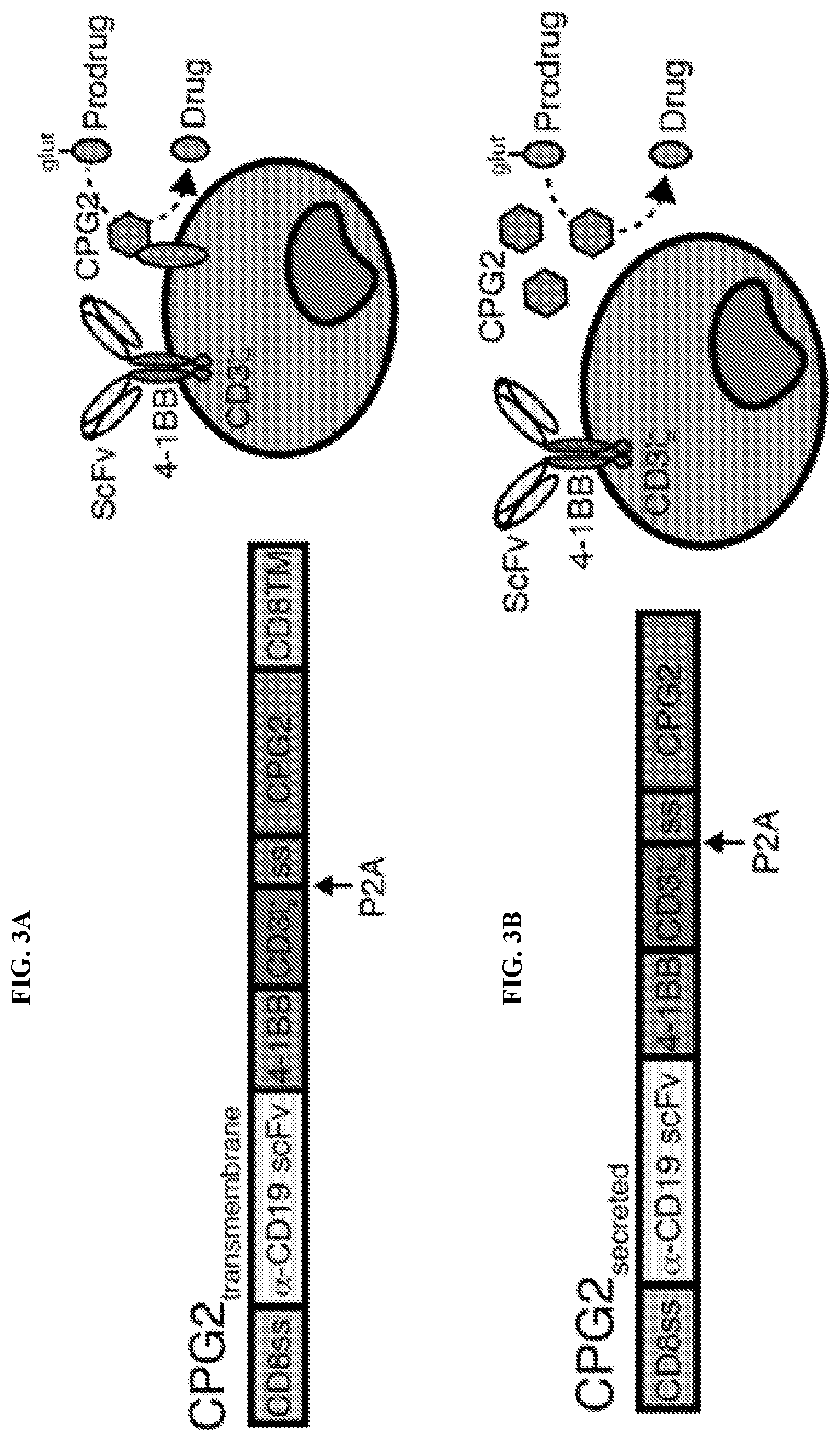 Patent US12496310 Figure 6 – Compositions and methods for adoptive cell therapy