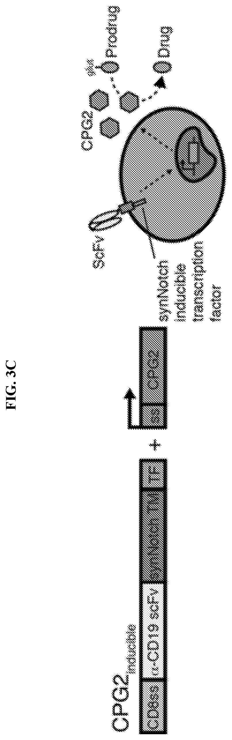 Patent US12496310 Figure 7 – Compositions and methods for adoptive cell therapy