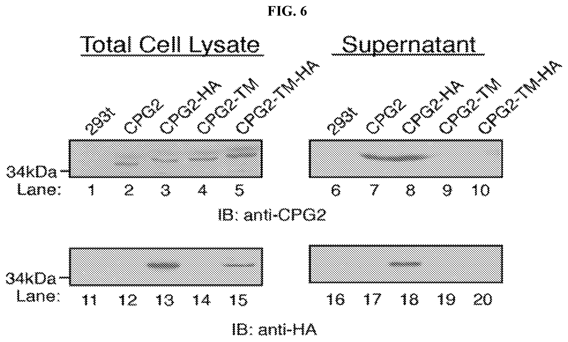 Patent US12496310 Figure 10 – Compositions and methods for adoptive cell therapy