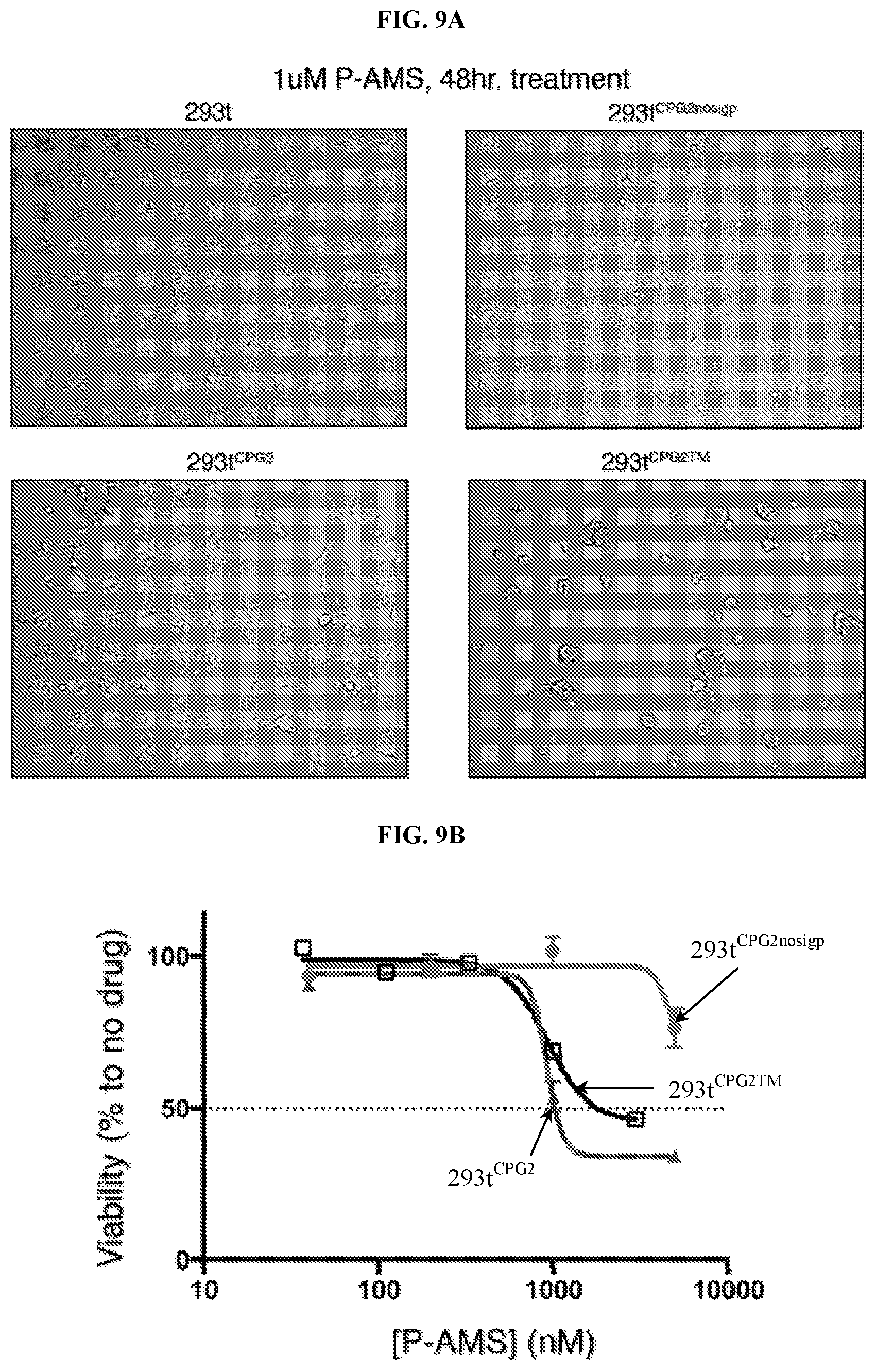 Patent US12496310 Figure 13 – Compositions and methods for adoptive cell therapy