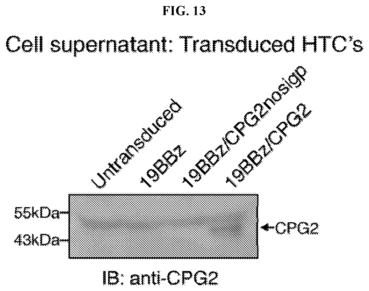 Patent US12496310 Figure 17 – Compositions and methods for adoptive cell therapy
