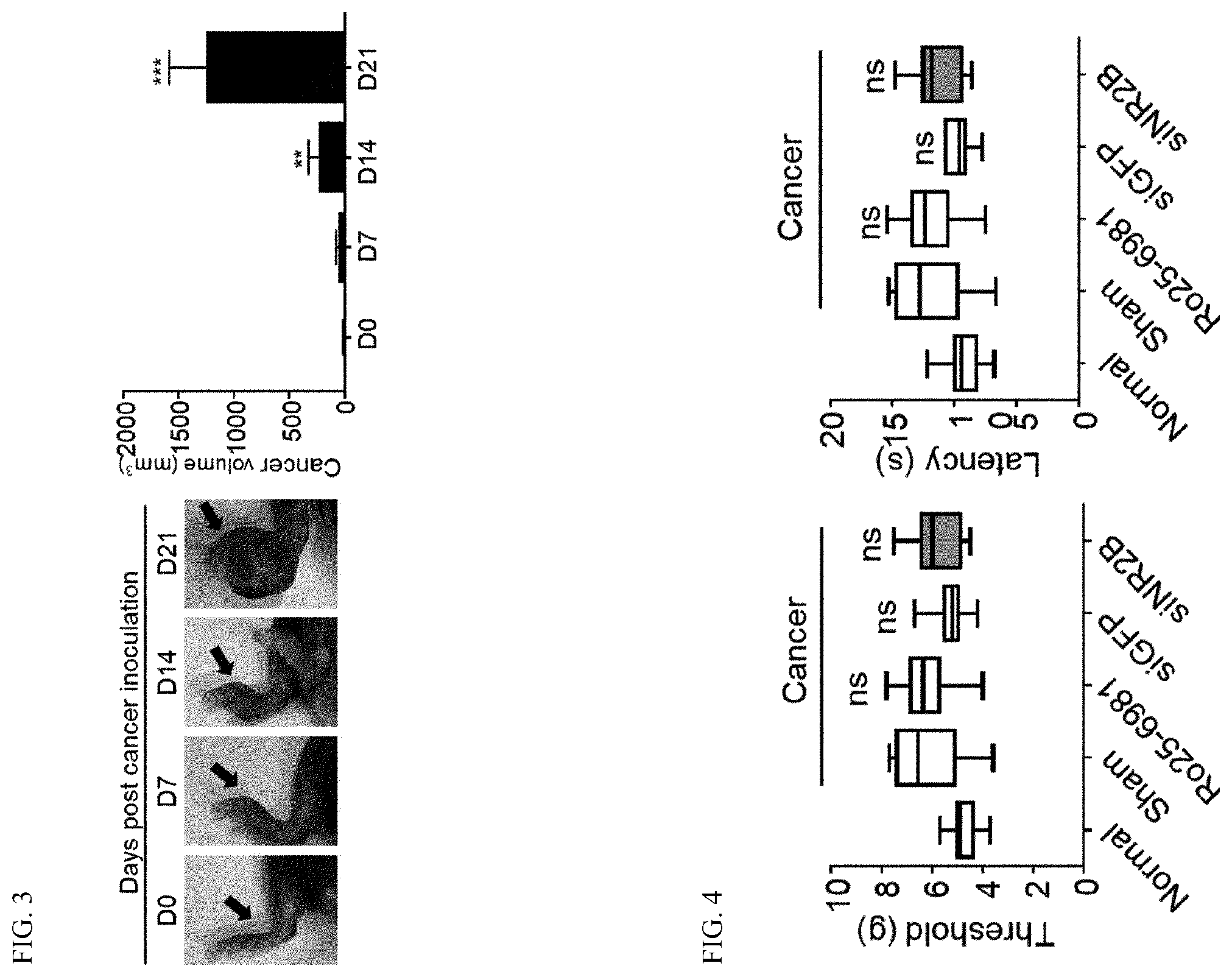 Patent US12496312 Figure 3 – Method for alleviating cancer-induced pain through control of pain signals in central nervous system