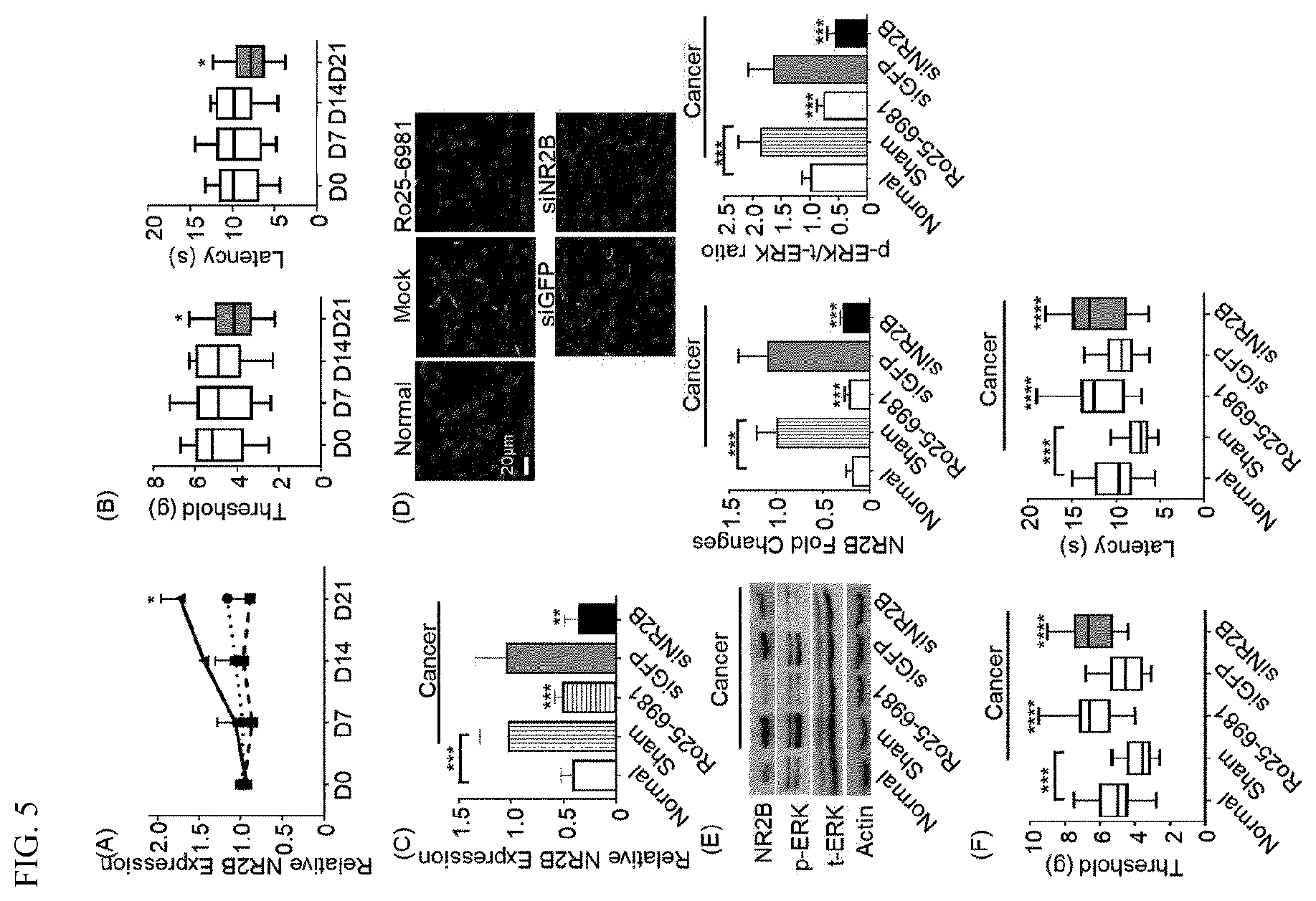 Patent US12496312 Figure 4 – Method for alleviating cancer-induced pain through control of pain signals in central nervous system