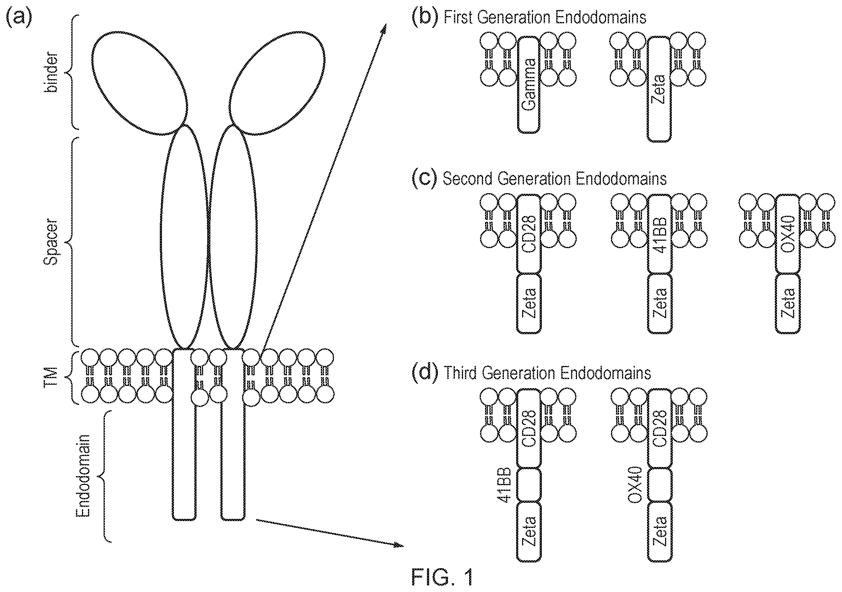 Patent US12496314 Figure 1 – Antigen-binding domain