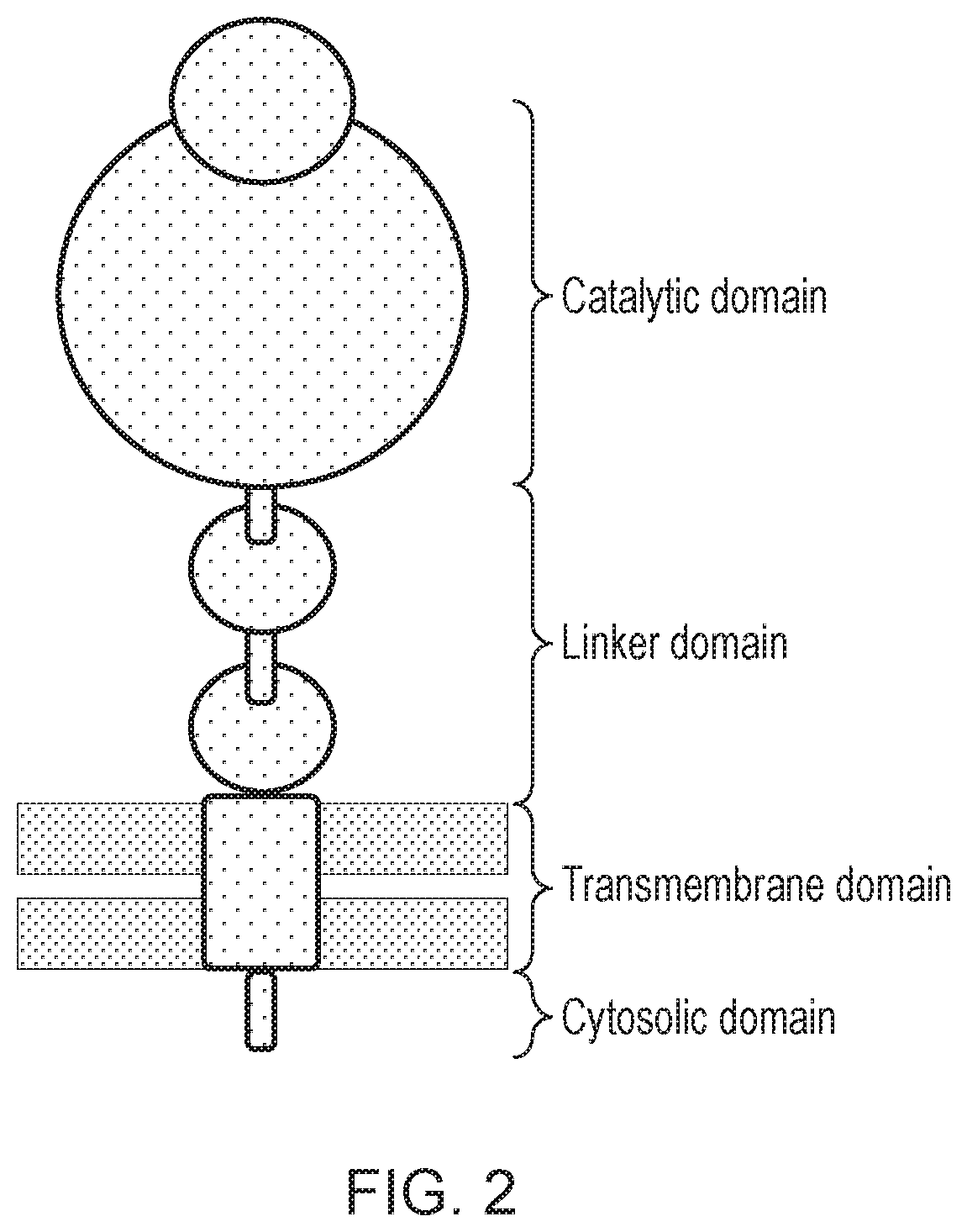Patent US12496314 Figure 2 – Antigen-binding domain