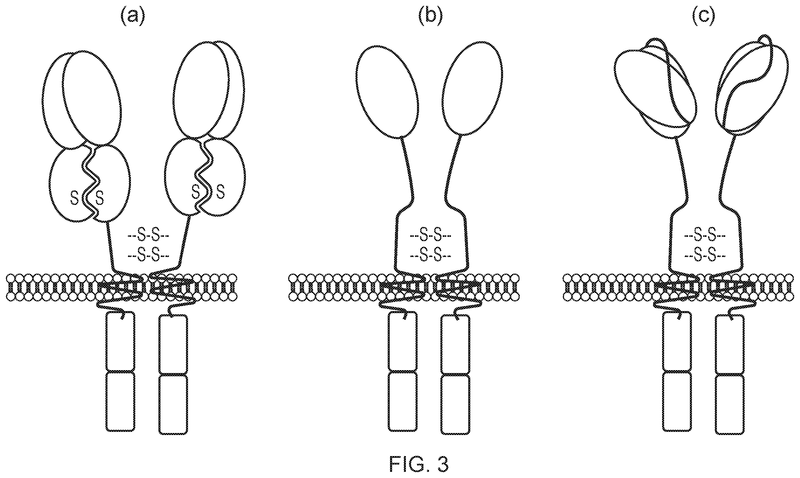 Patent US12496314 Figure 3 – Antigen-binding domain
