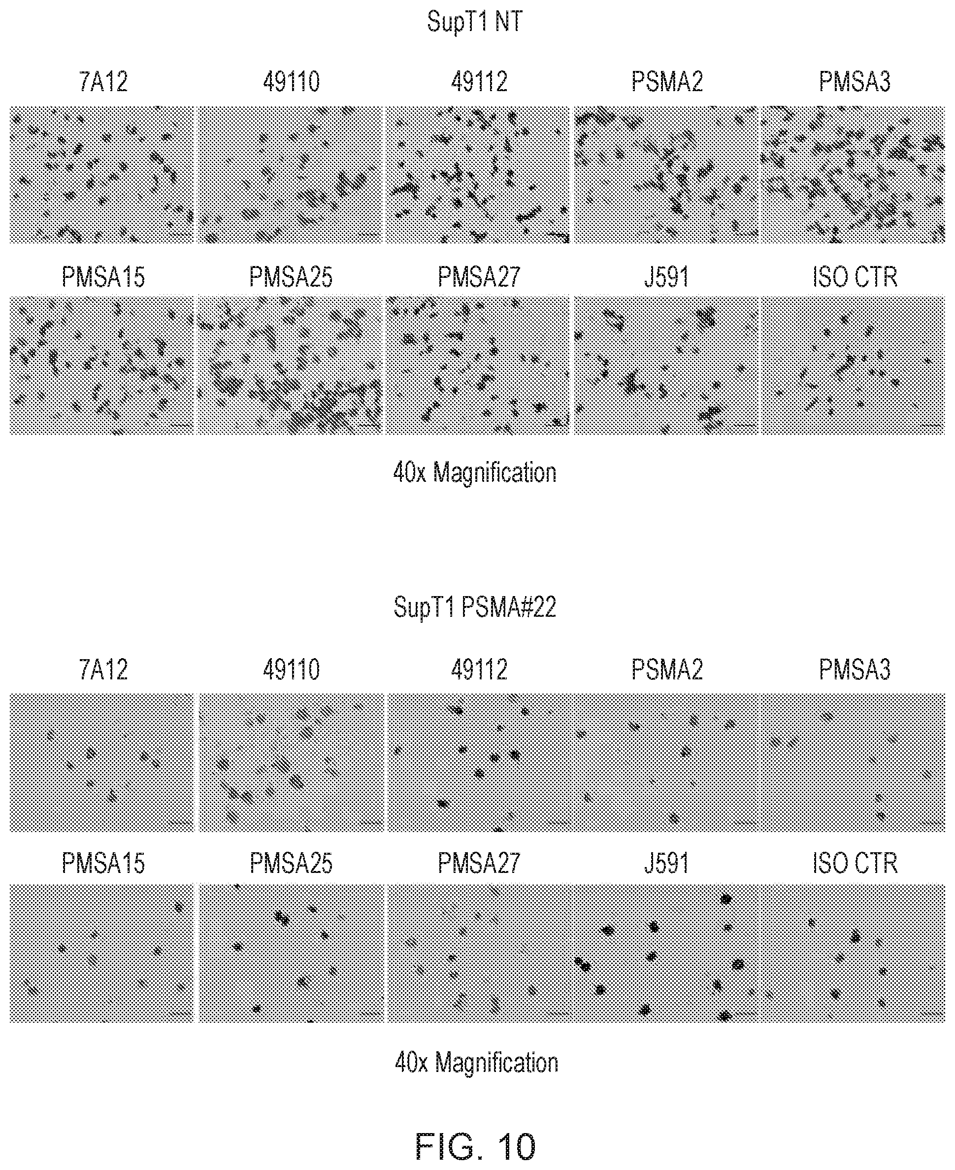 Patent US12496314 Figure 10 – Antigen-binding domain