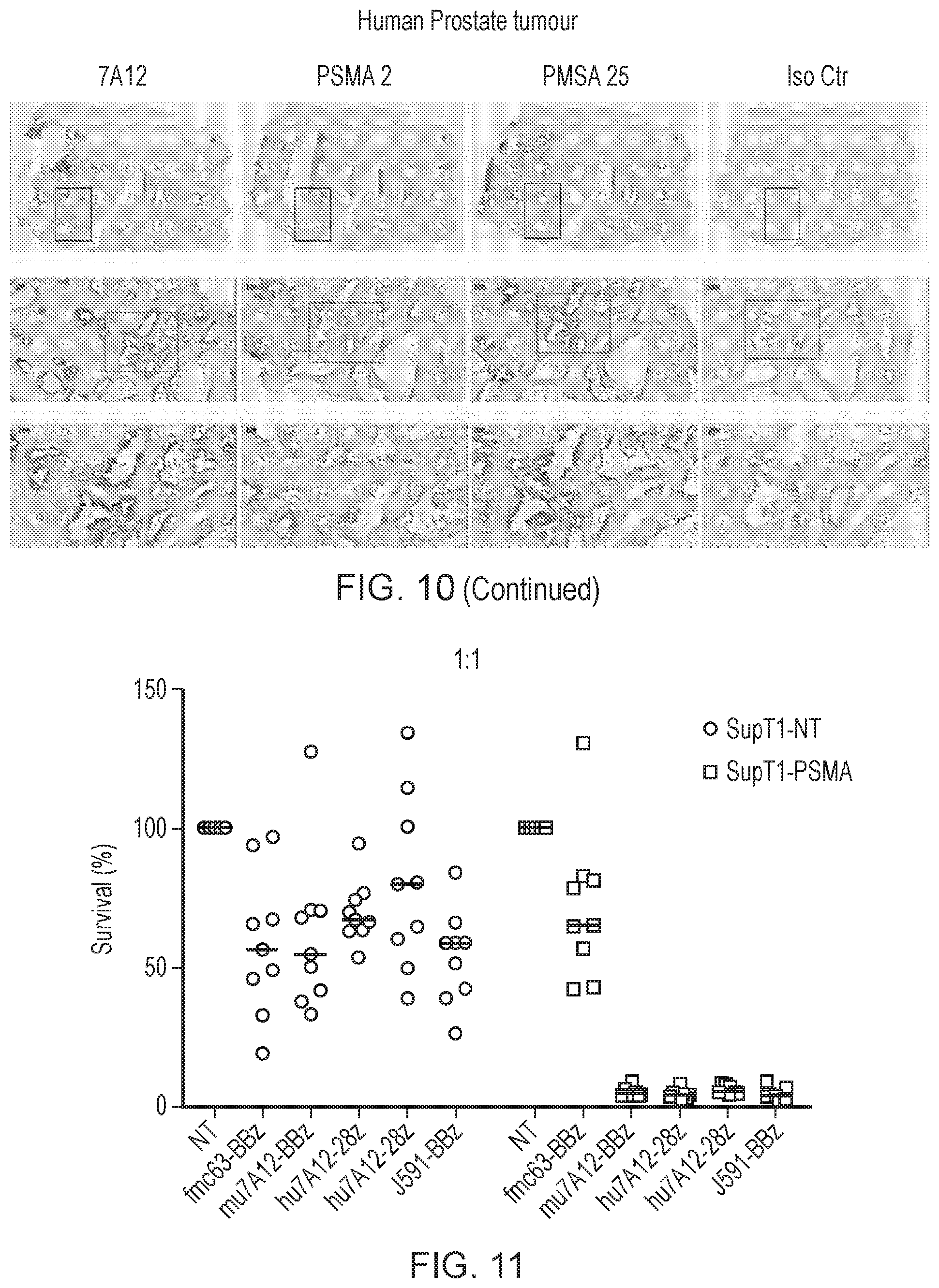 Patent US12496314 Figure 12 – Antigen-binding domain
