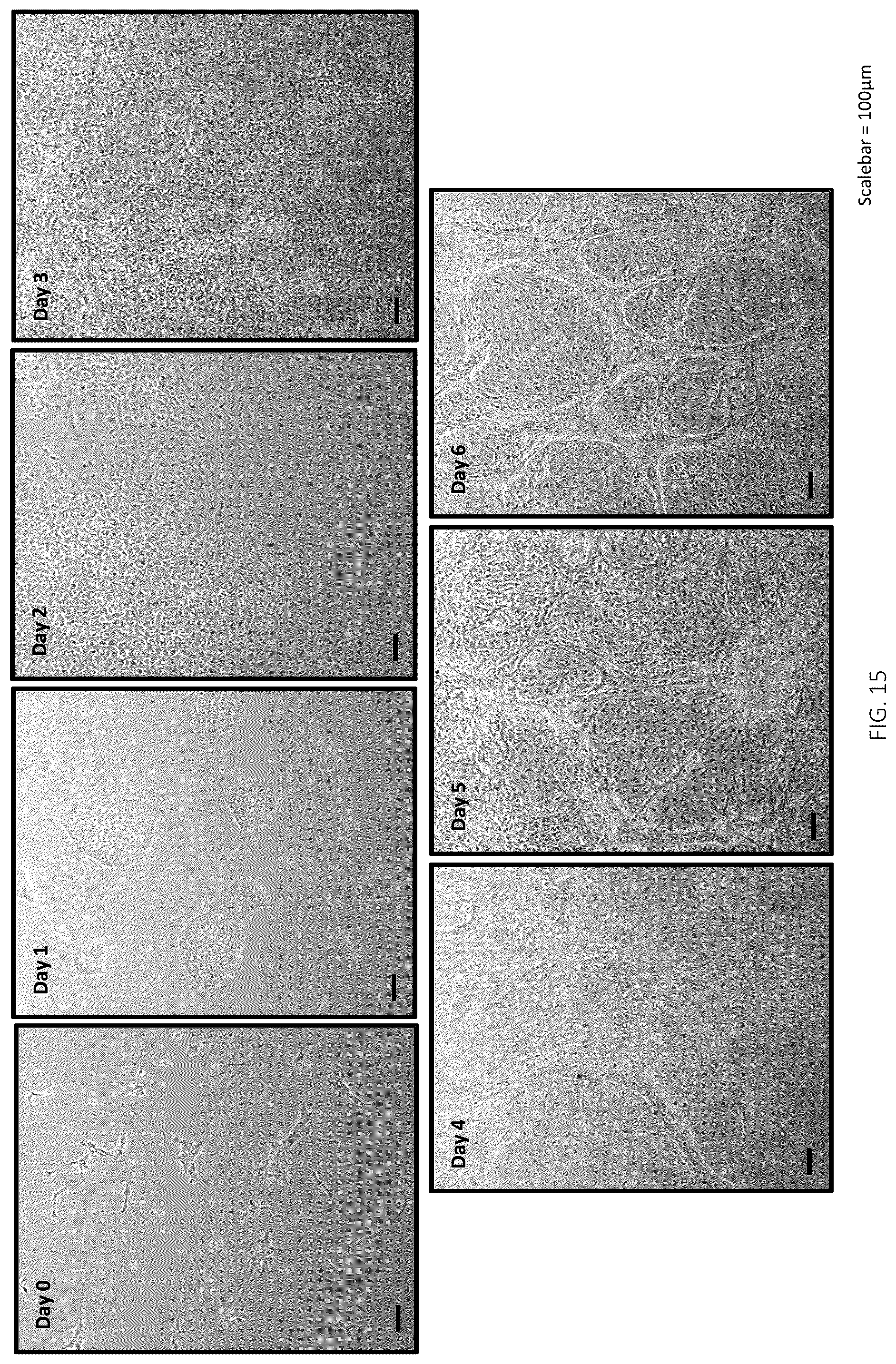 Patent US12496315 Figure 15 – Compositions for drug delivery and methods of use thereof