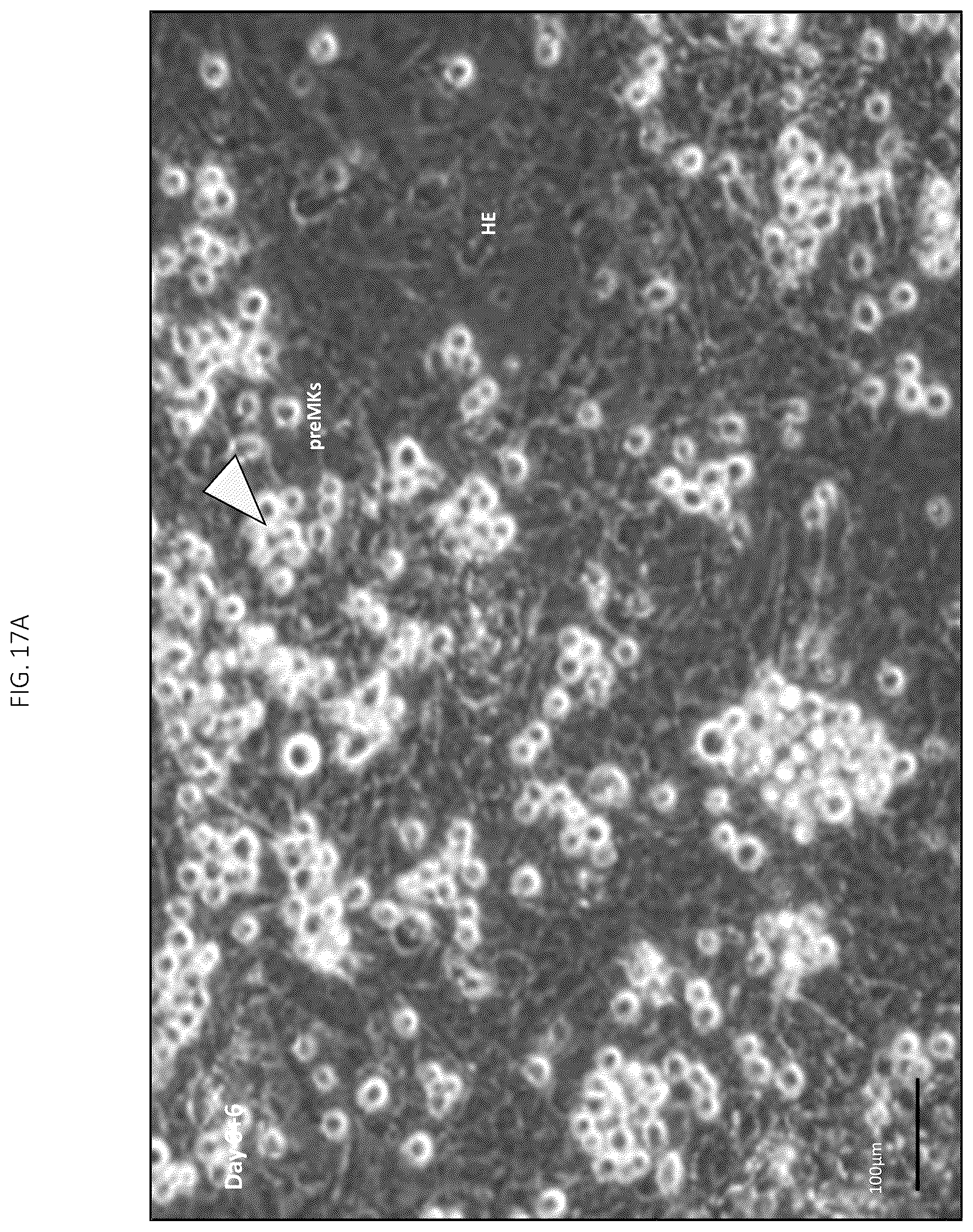 Patent US12496315 Figure 17 – Compositions for drug delivery and methods of use thereof