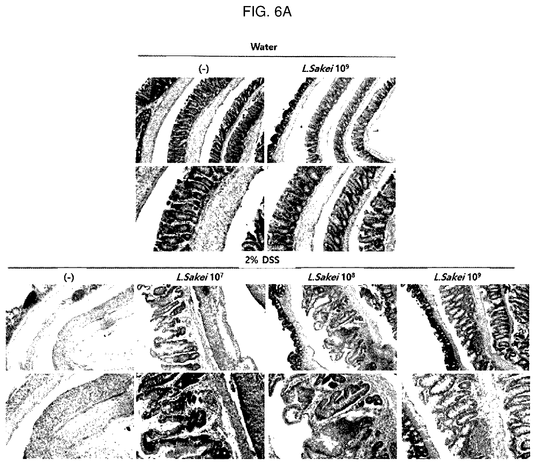 Patent US12496319 Figure 6 – Inflammatory diseases, comprising Lactobacillus sakei CVL-001 strain