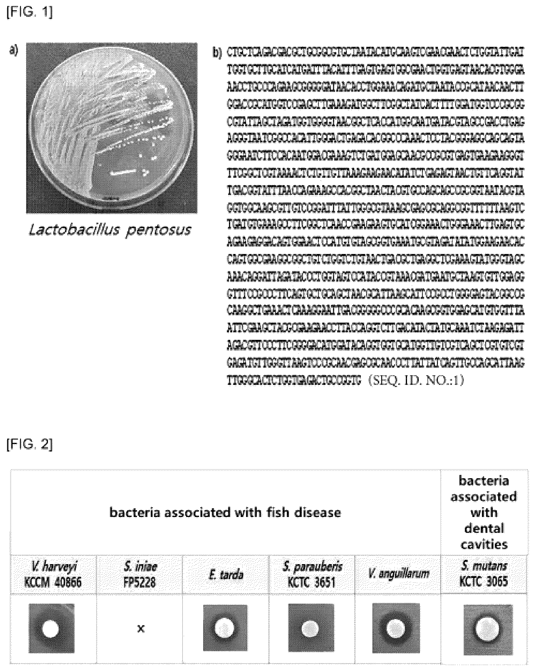 Patent US12496320 Figure 1 – Lactobacillus sp. strain and use thereof
