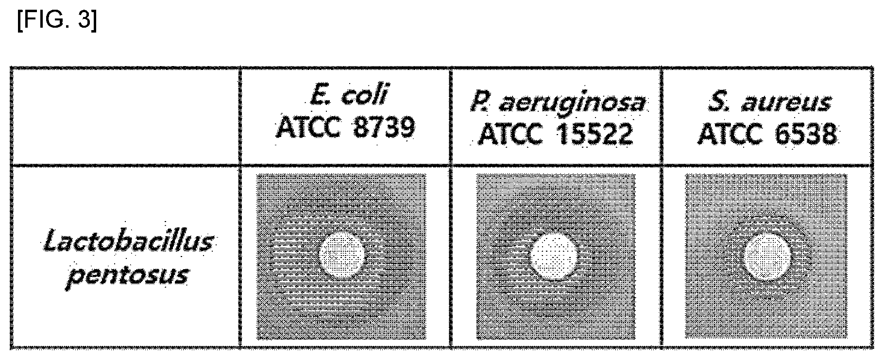 Patent US12496320 Figure 2 – Lactobacillus sp. strain and use thereof