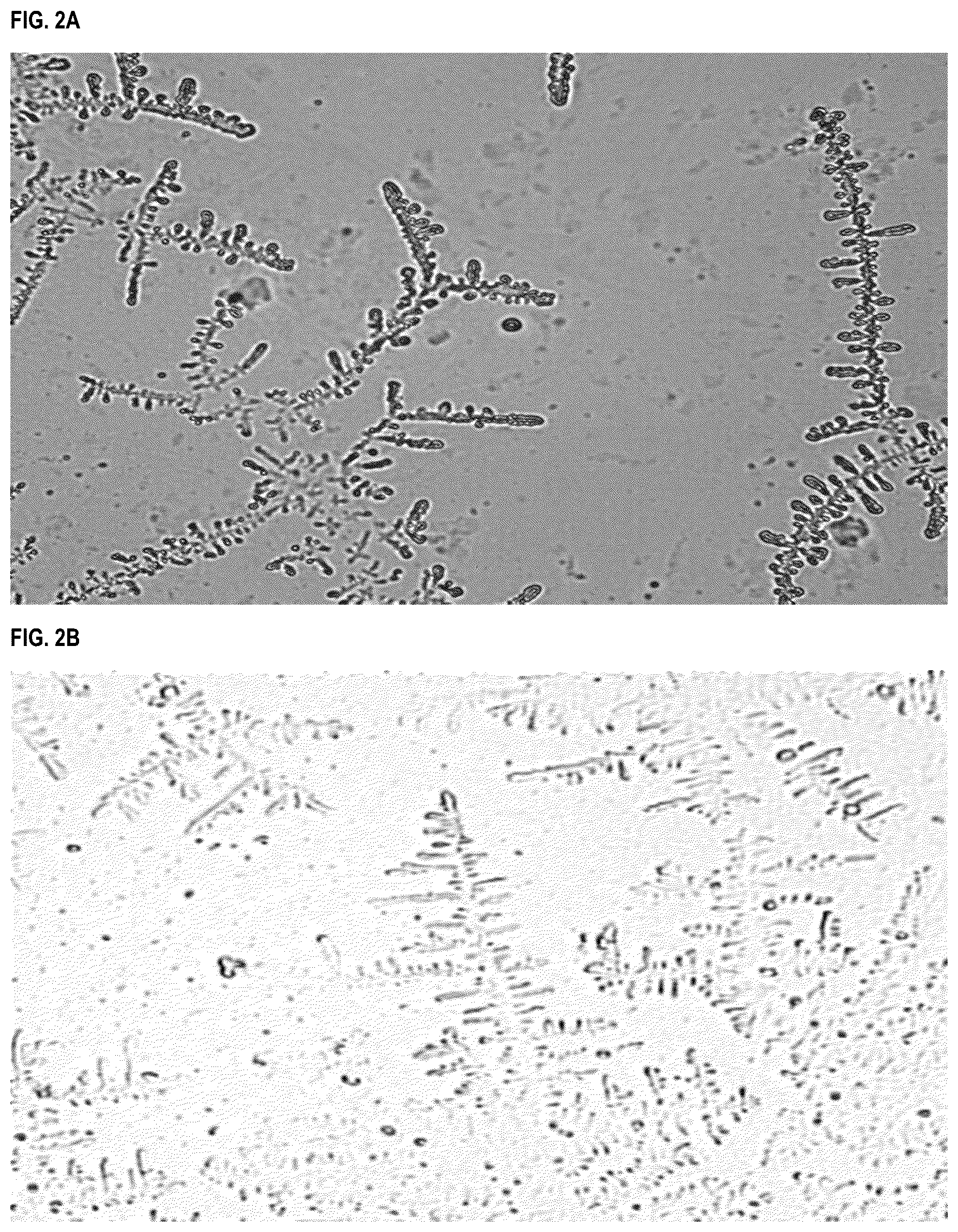 Patent US12496325 Figure 2 – Okra extract as a substitute for cervical mucus