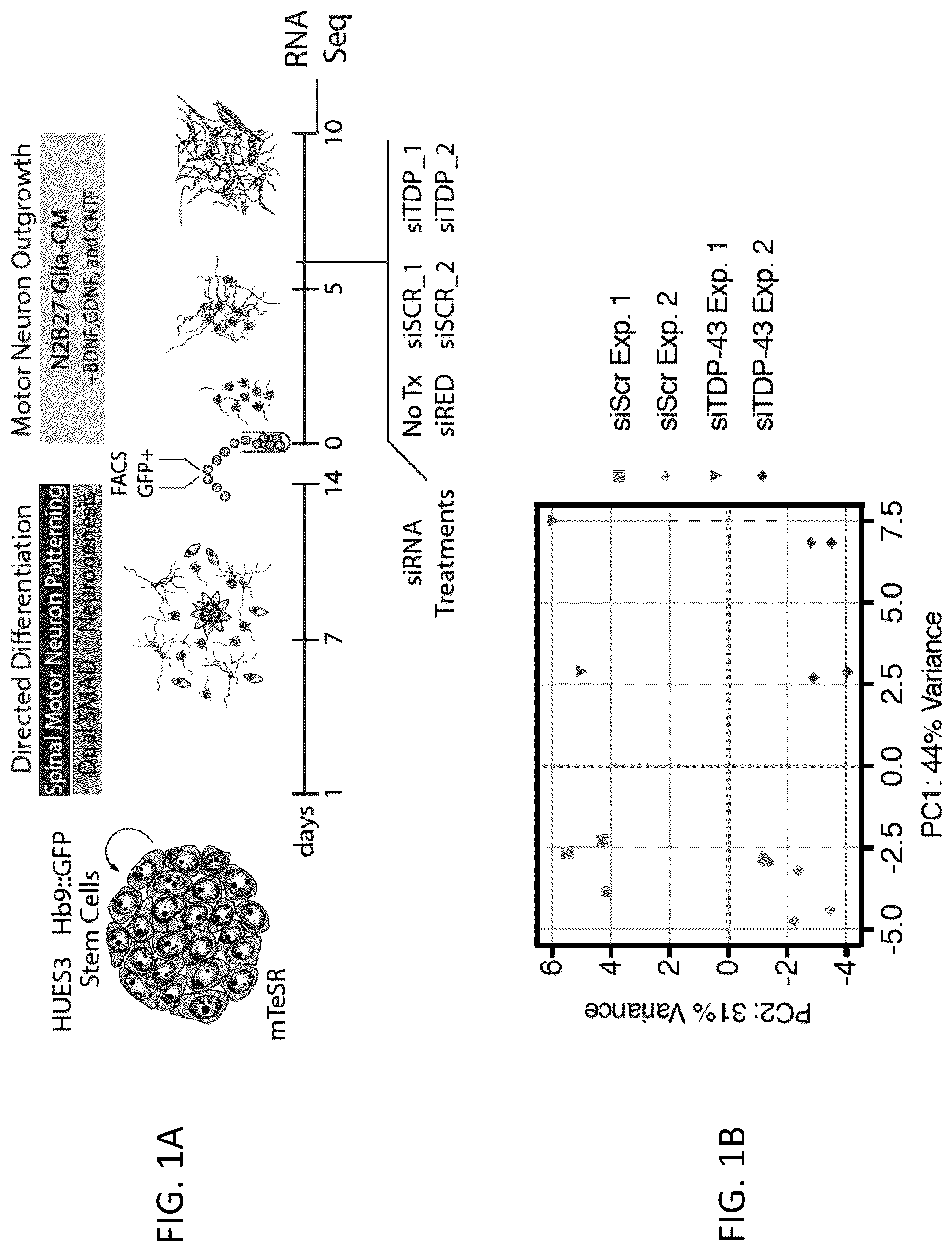 Patent US12496327 Figure 1 – Methods and compositions for restoring STMN2 levels