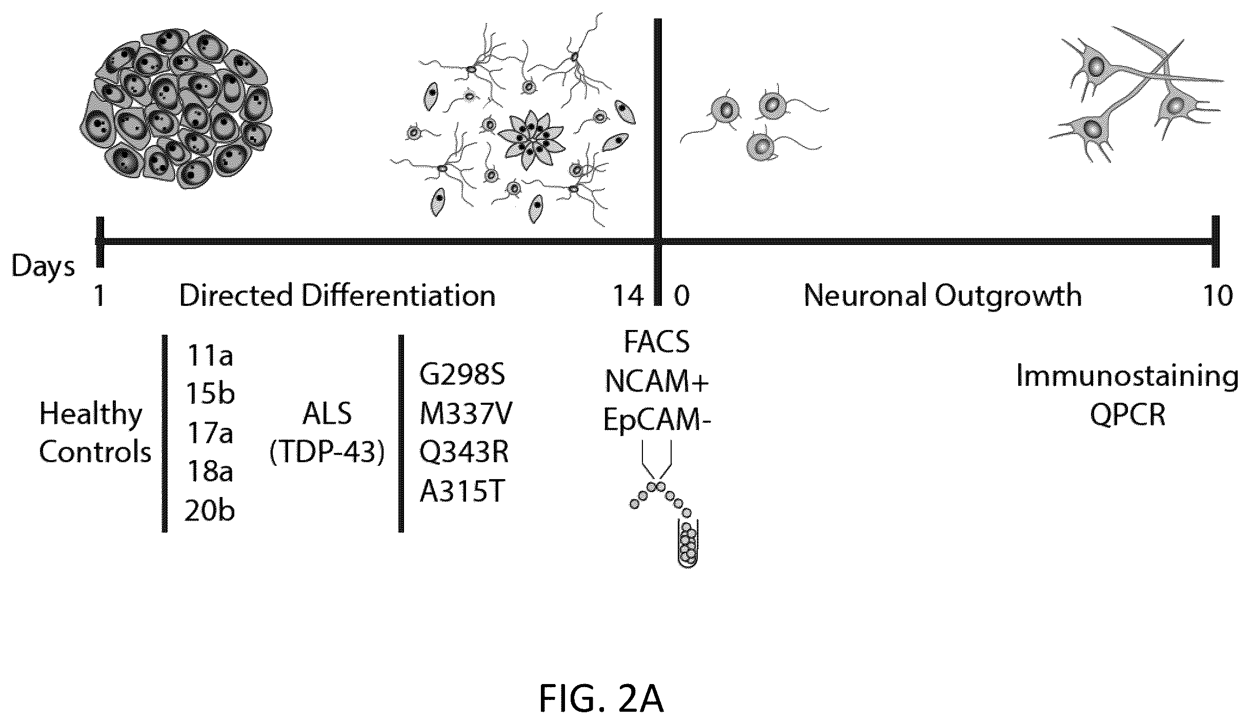 Patent US12496327 Figure 5 – Methods and compositions for restoring STMN2 levels