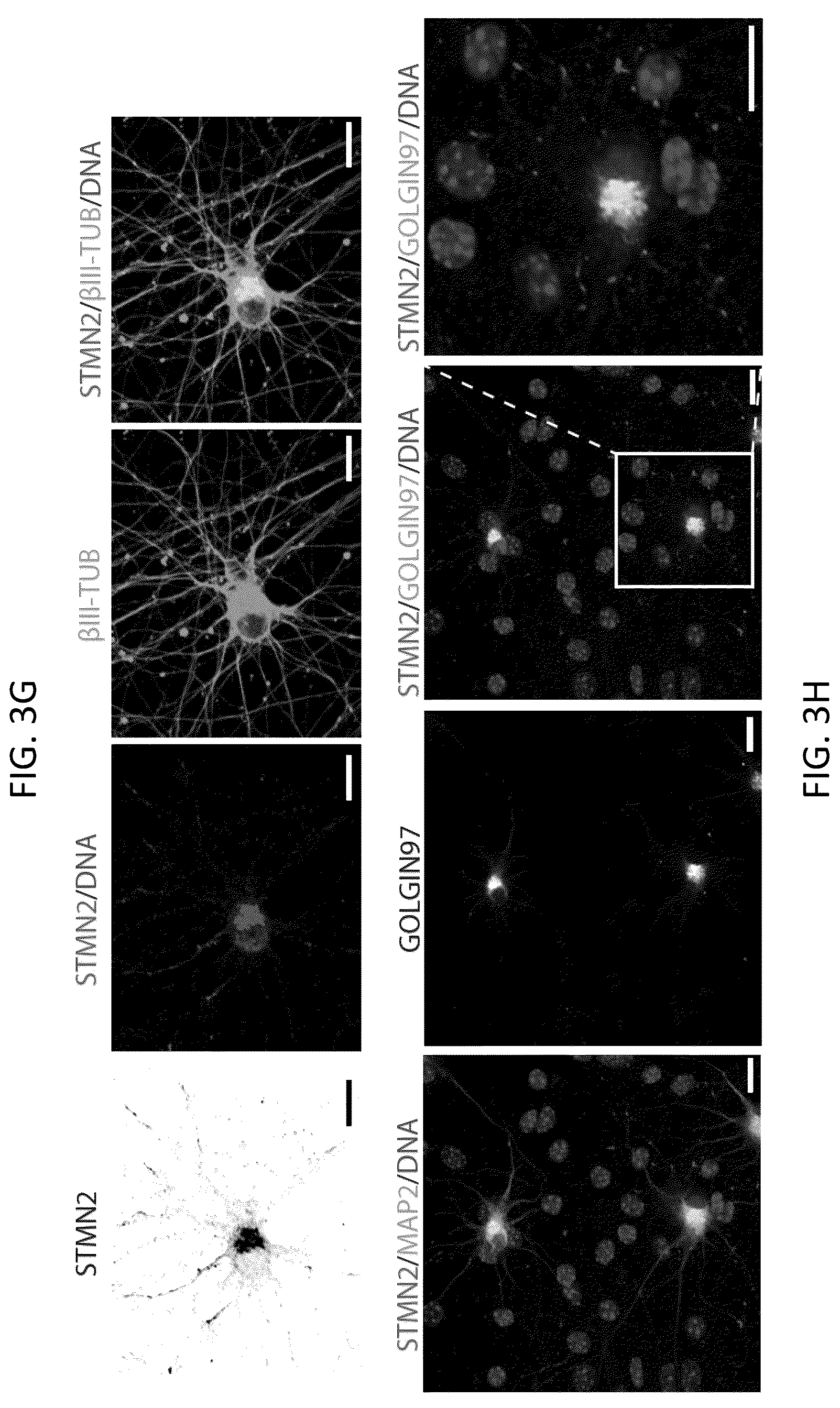 Patent US12496327 Figure 14 – Methods and compositions for restoring STMN2 levels