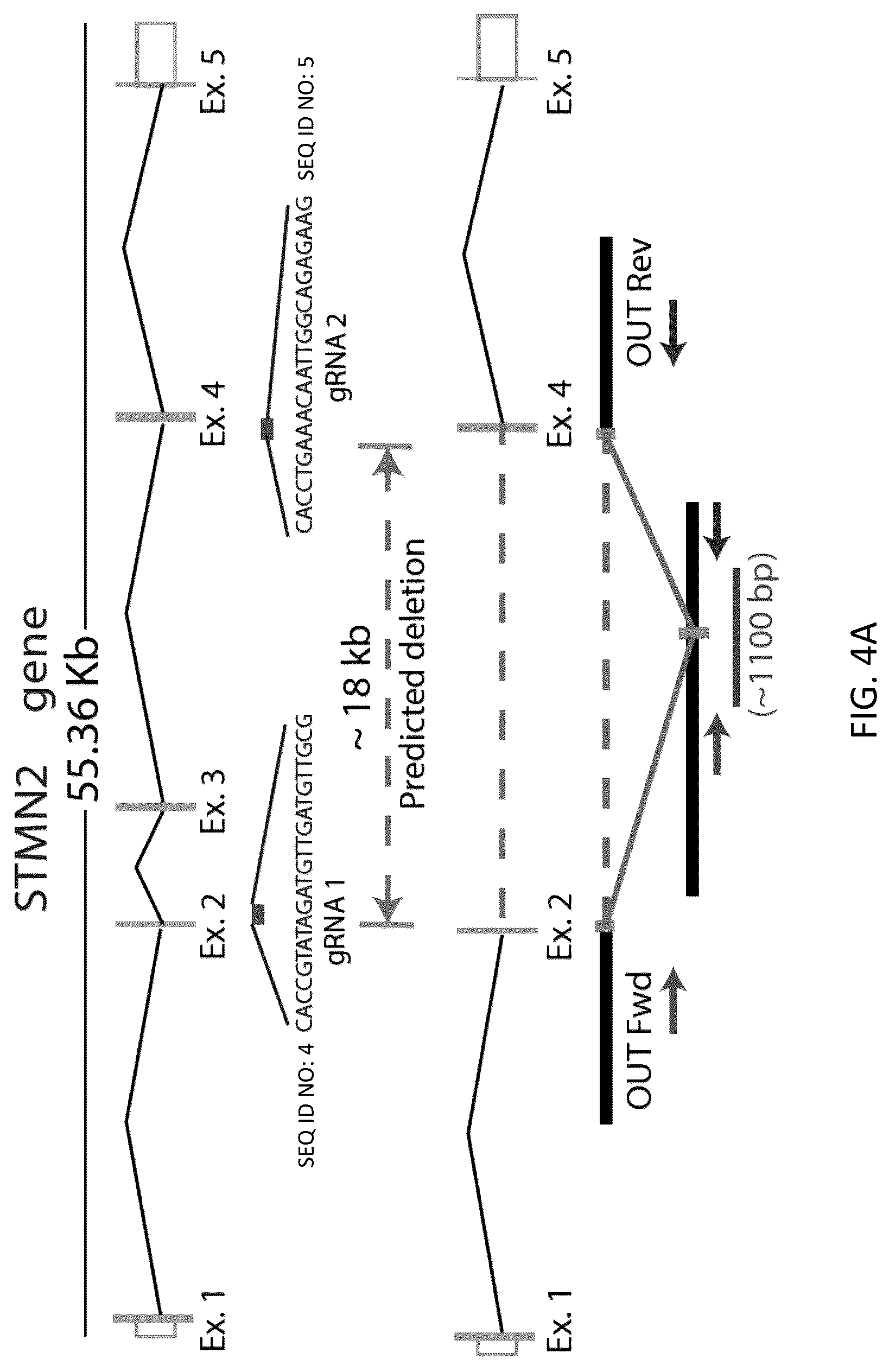 Patent US12496327 Figure 16 – Methods and compositions for restoring STMN2 levels
