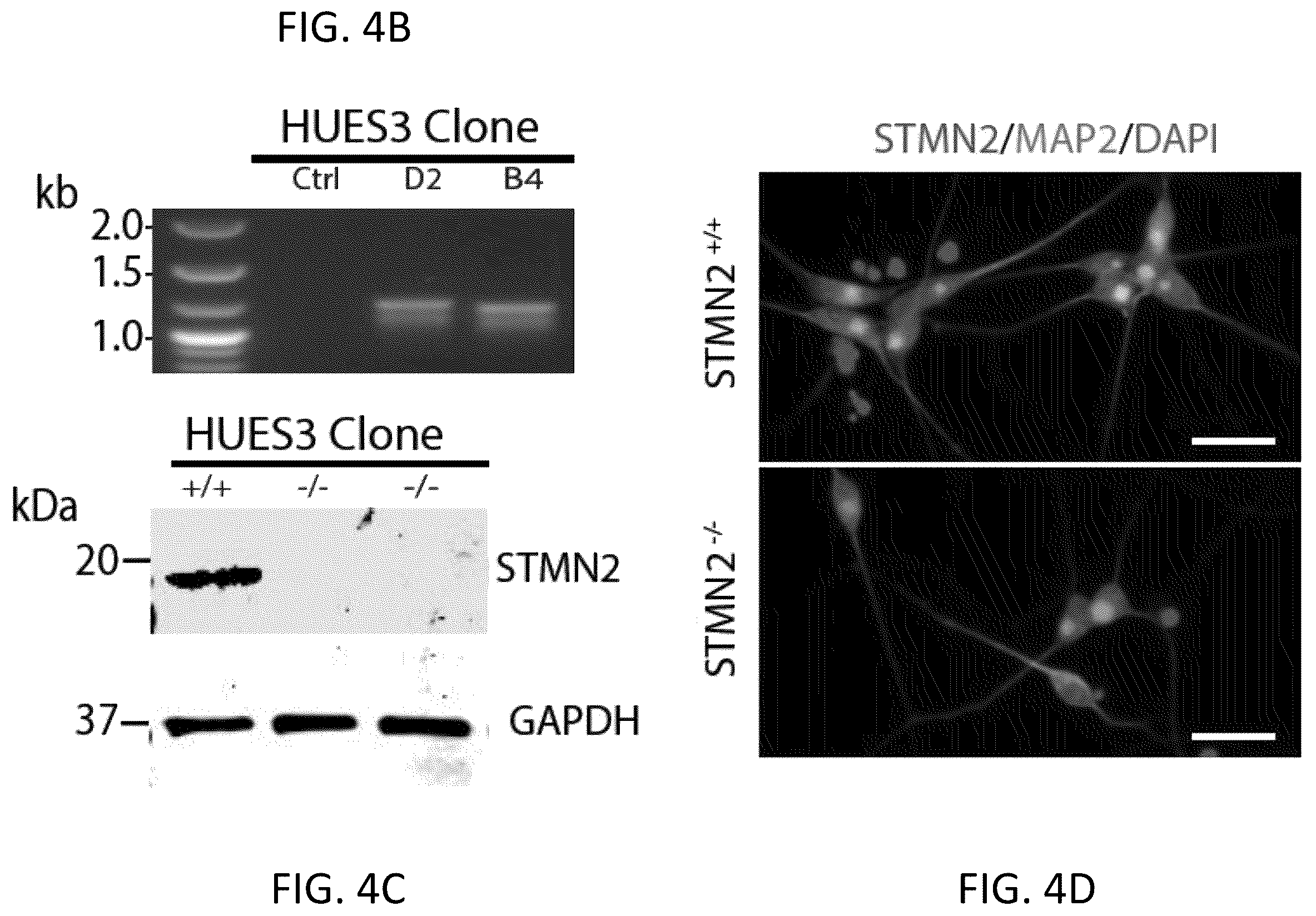 Patent US12496327 Figure 17 – Methods and compositions for restoring STMN2 levels