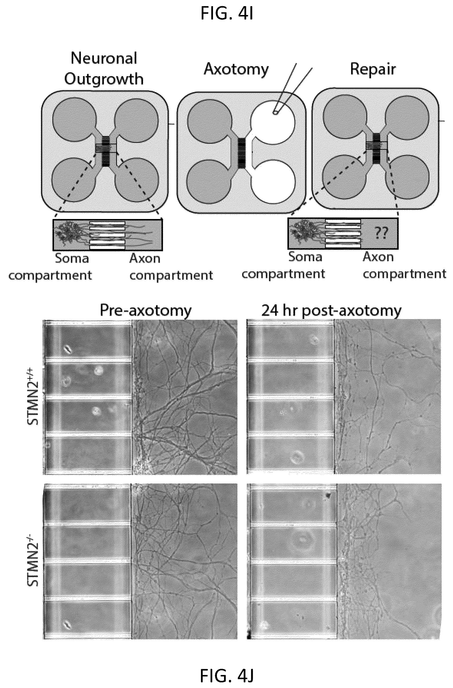 Patent US12496327 Figure 20 – Methods and compositions for restoring STMN2 levels