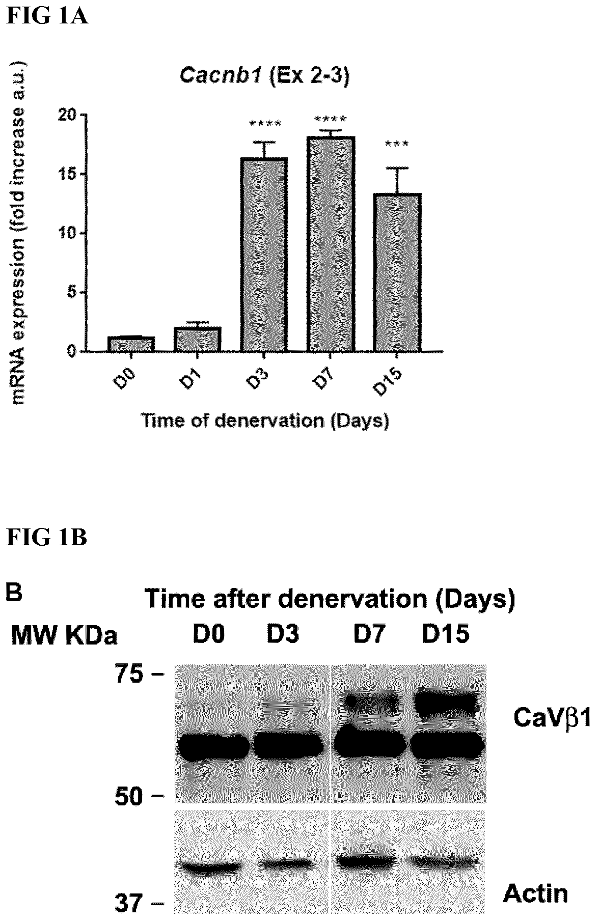Patent US12496328 Figure 1 – Compositions for the treatment of sarcopenia or disuse atrophy