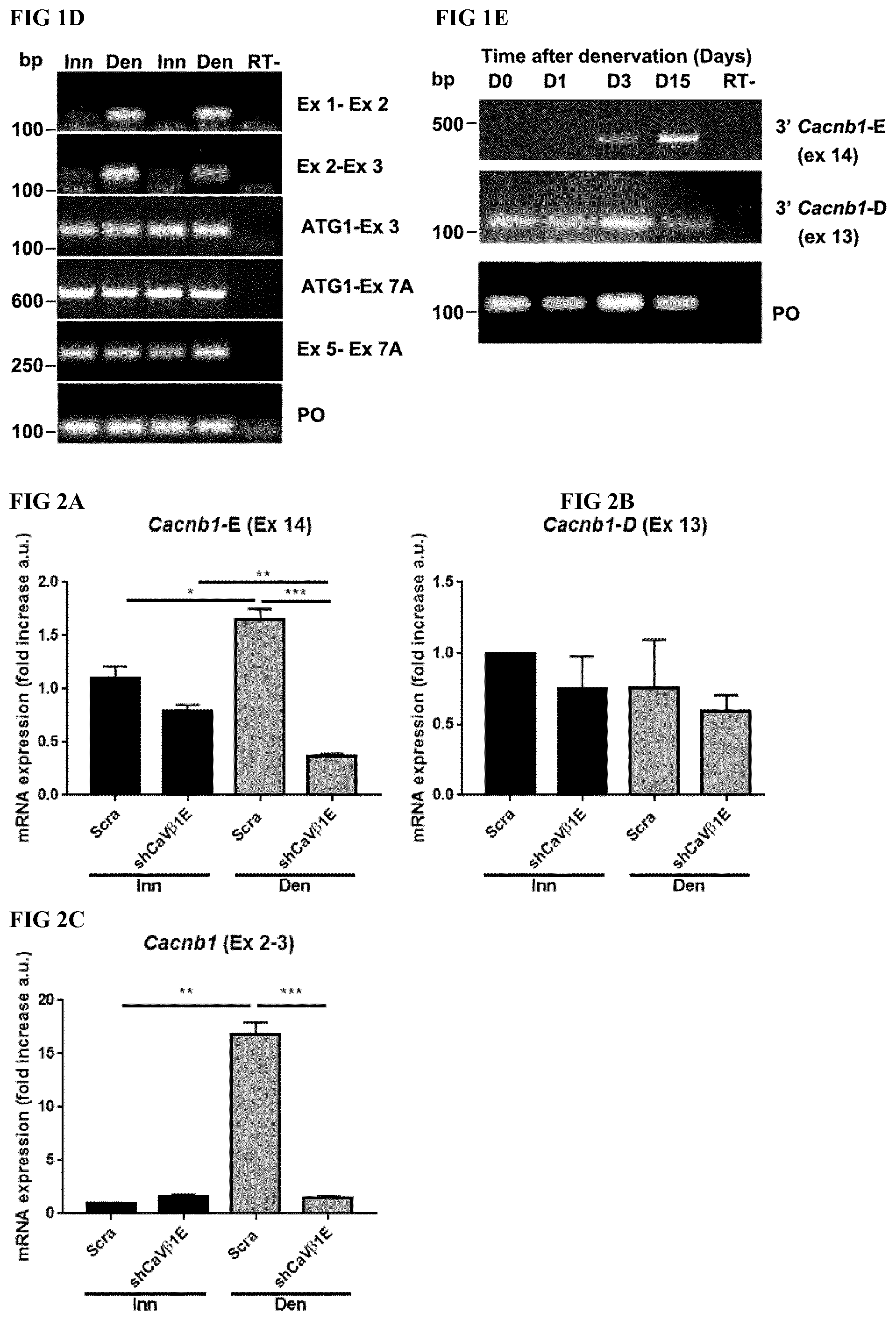Patent US12496328 Figure 3 – Compositions for the treatment of sarcopenia or disuse atrophy