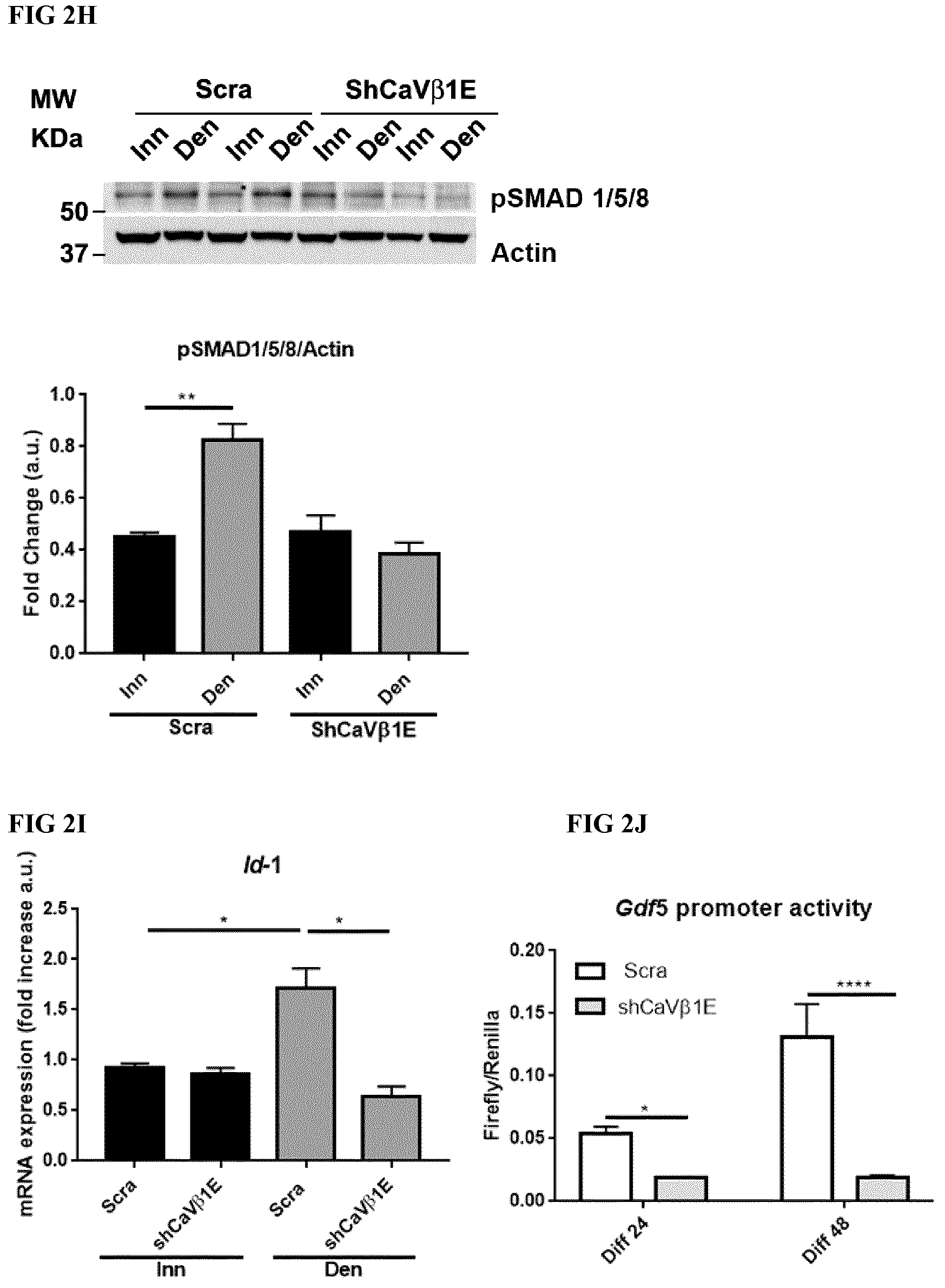 Patent US12496328 Figure 5 – Compositions for the treatment of sarcopenia or disuse atrophy