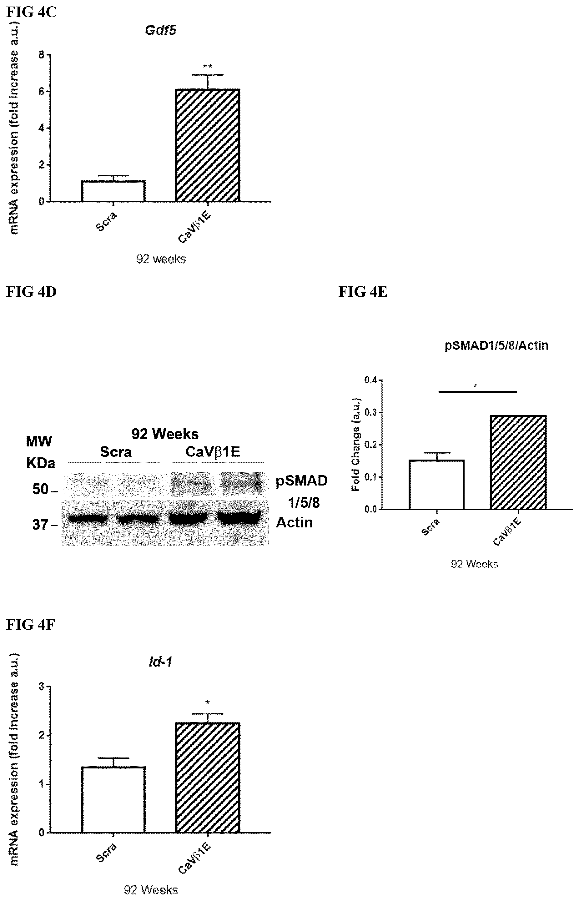 Patent US12496328 Figure 9 – Compositions for the treatment of sarcopenia or disuse atrophy