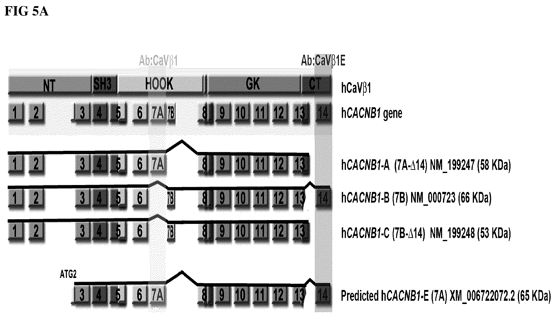 Patent US12496328 Figure 11 – Compositions for the treatment of sarcopenia or disuse atrophy
