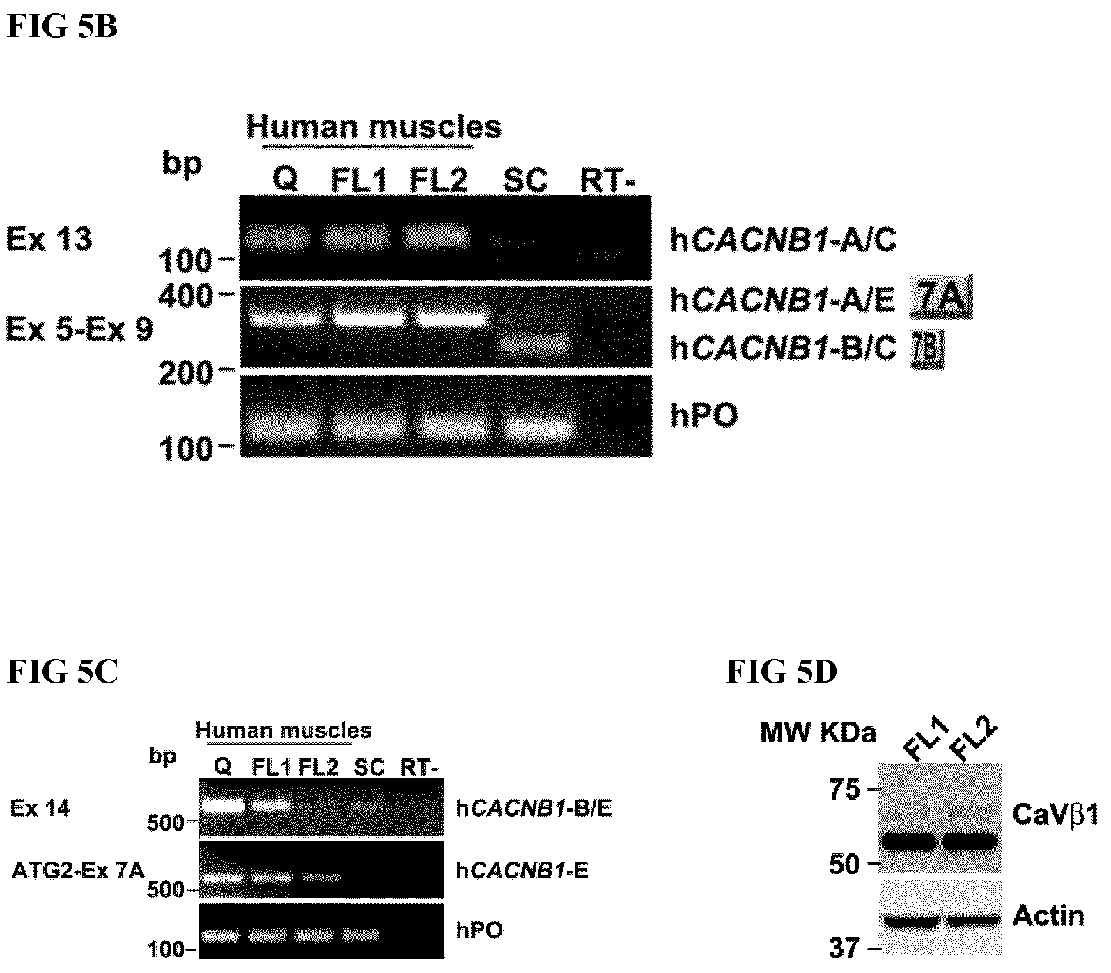 Patent US12496328 Figure 12 – Compositions for the treatment of sarcopenia or disuse atrophy