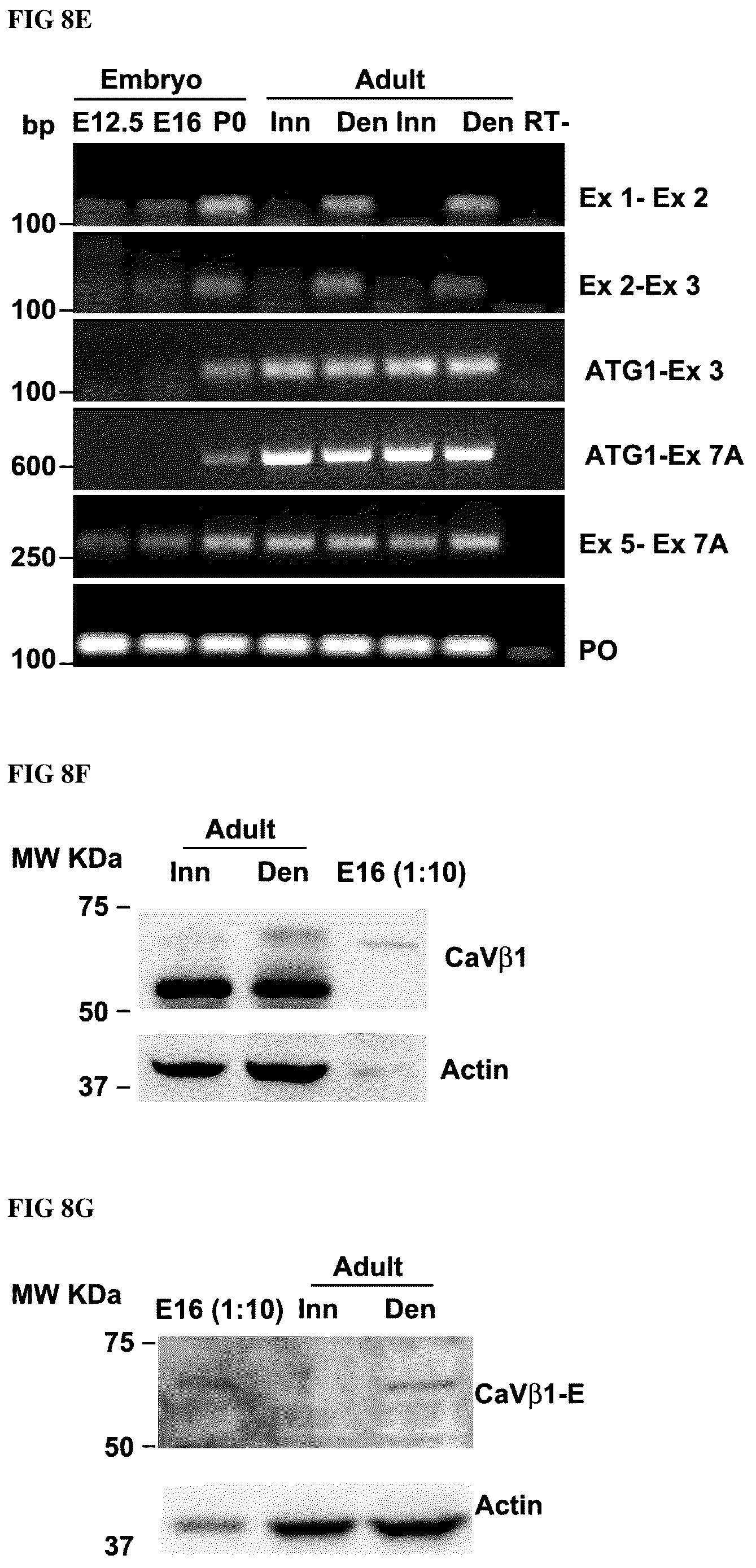 Patent US12496328 Figure 18 – Compositions for the treatment of sarcopenia or disuse atrophy