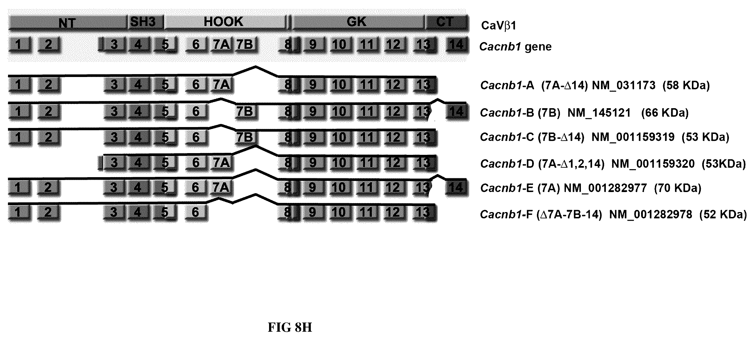 Patent US12496328 Figure 19 – Compositions for the treatment of sarcopenia or disuse atrophy