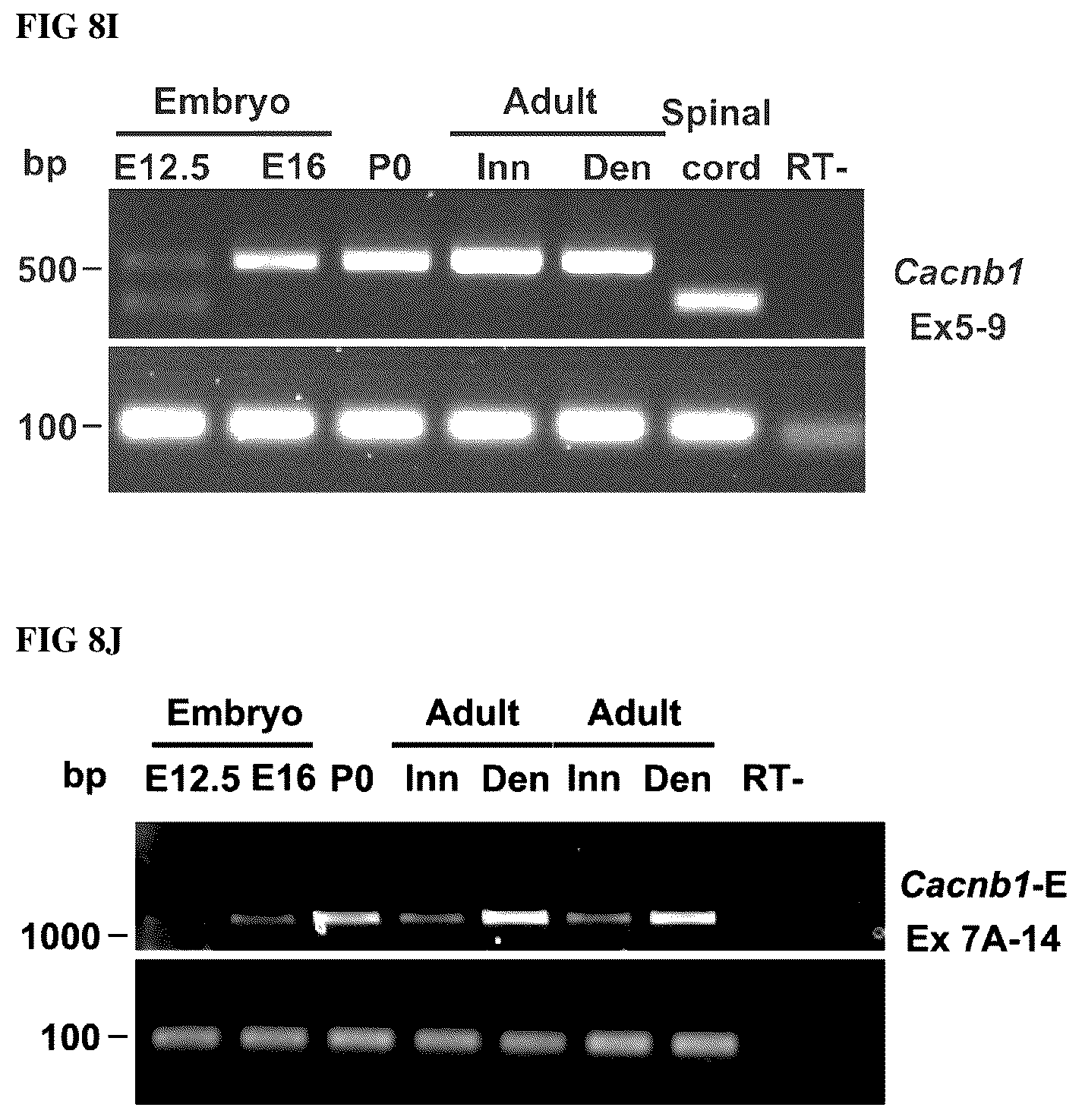 Patent US12496328 Figure 20 – Compositions for the treatment of sarcopenia or disuse atrophy