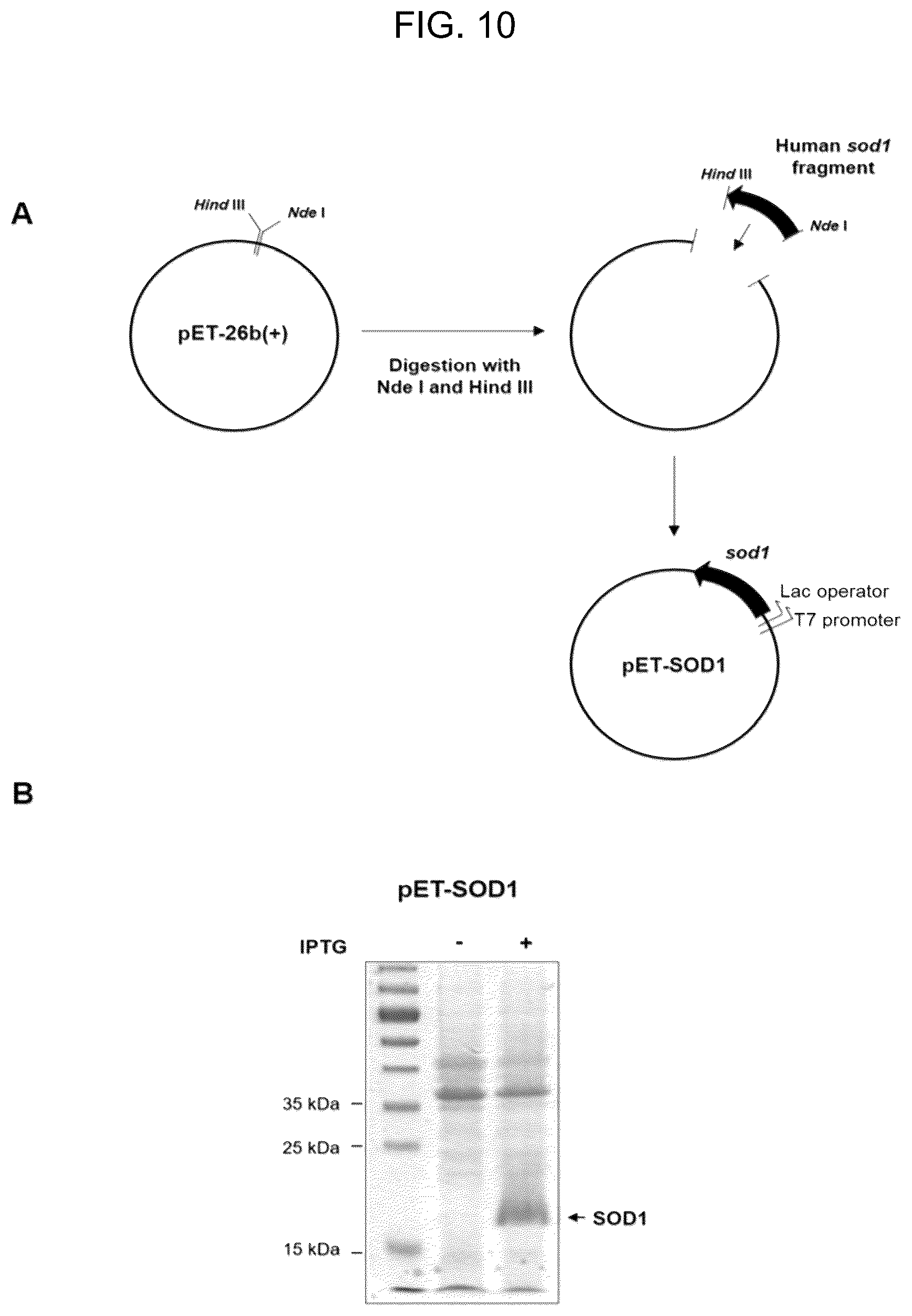 Patent US12496332 Figure 9 – Composition for preventing, treating, or ameliorating viral infection disease, containing a complex of endoplasmic reticulum (ER) stress inhibitor and reactive oxygen species scavenger as active ingredients