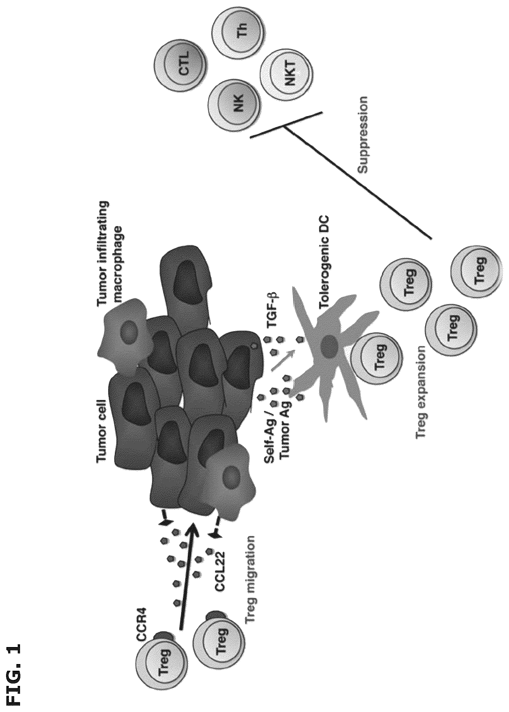Patent US12496333 Figure 1 – Vaccine compositions comprising C-C motif chemokine 22 (CCL22) or fragments thereof