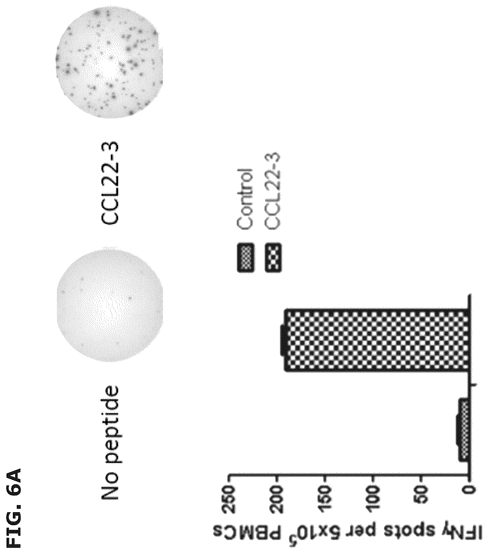 Patent US12496333 Figure 15 – Vaccine compositions comprising C-C motif chemokine 22 (CCL22) or fragments thereof