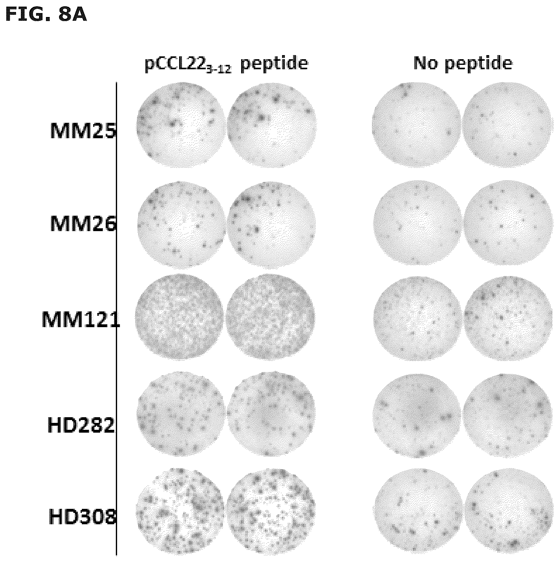 Patent US12496333 Figure 20 – Vaccine compositions comprising C-C motif chemokine 22 (CCL22) or fragments thereof