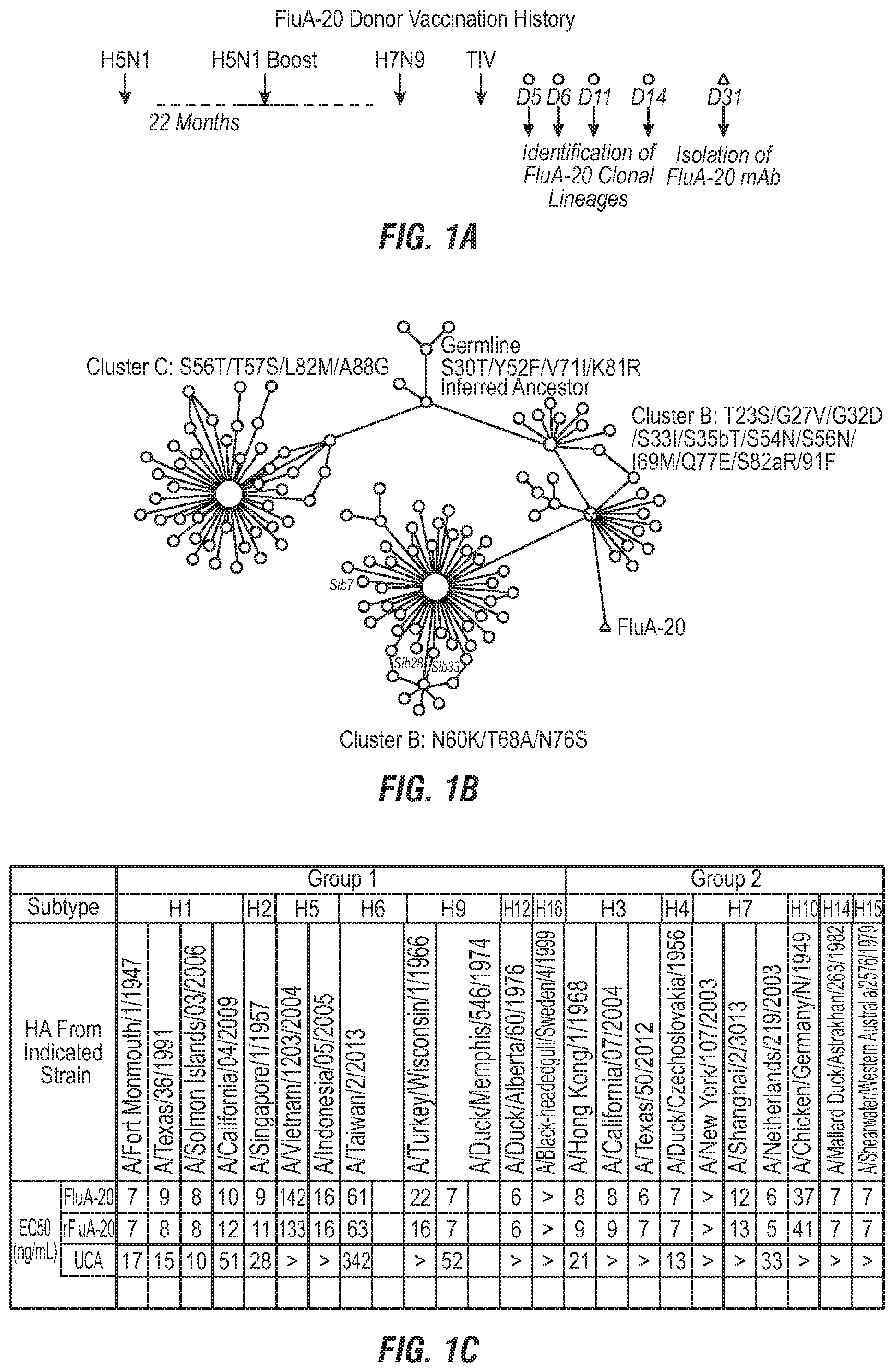 Patent US12496336 Figure 1 – Peptide vaccine based on a new universal influenza a hemagglutinin head domain epitope and human monoclonal antibodies binding thereto
