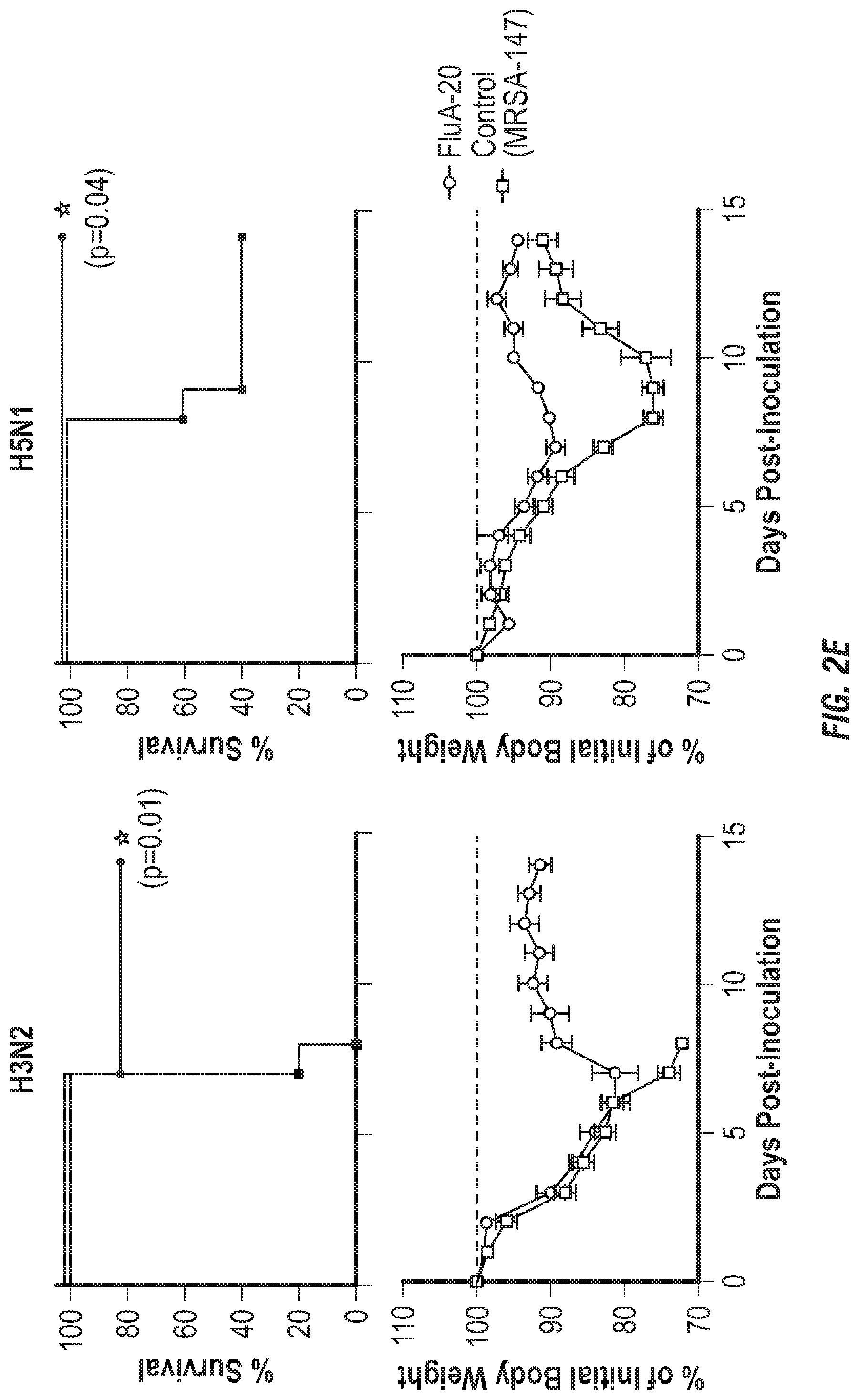 Patent US12496336 Figure 5 – Peptide vaccine based on a new universal influenza a hemagglutinin head domain epitope and human monoclonal antibodies binding thereto