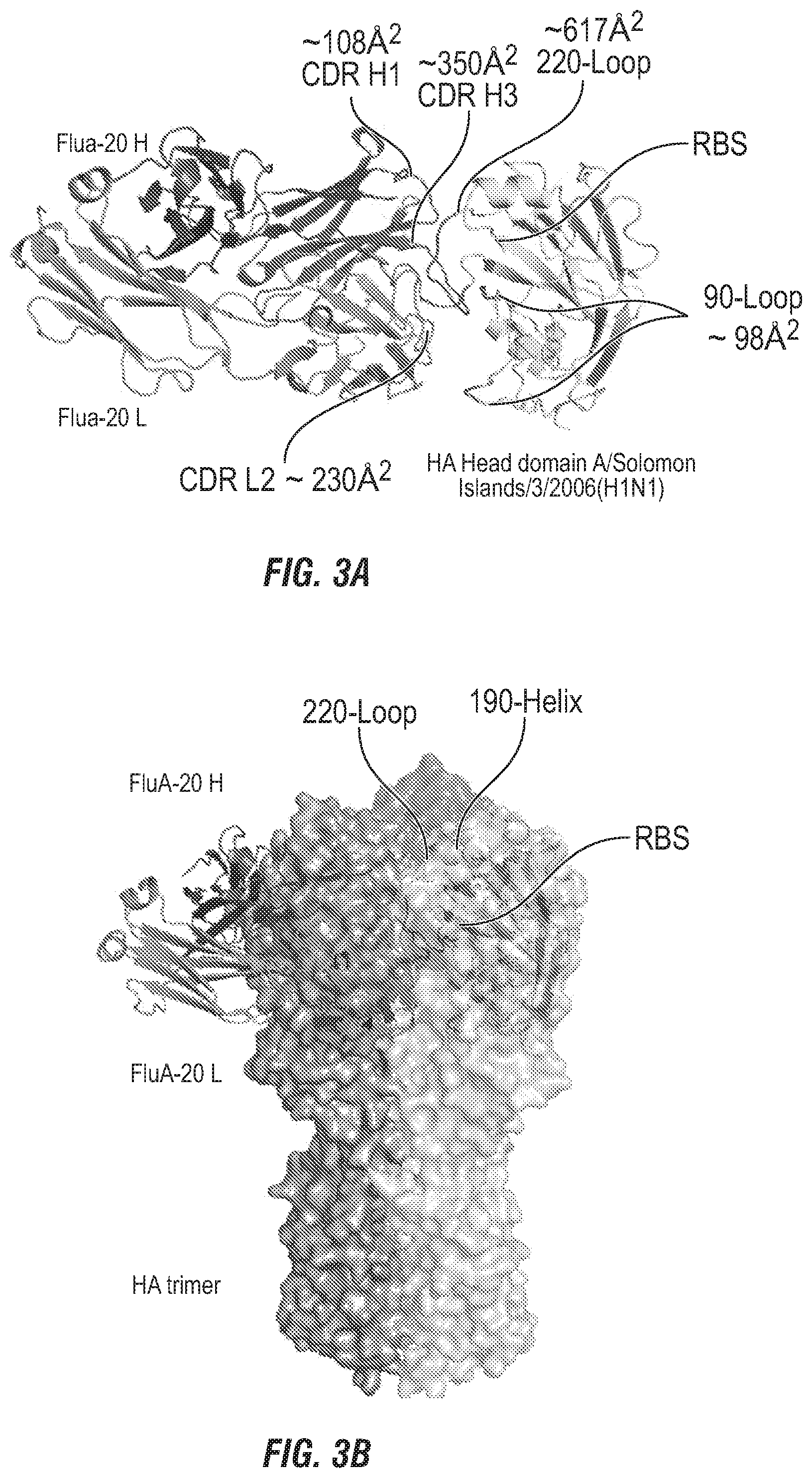 Patent US12496336 Figure 6 – Peptide vaccine based on a new universal influenza a hemagglutinin head domain epitope and human monoclonal antibodies binding thereto